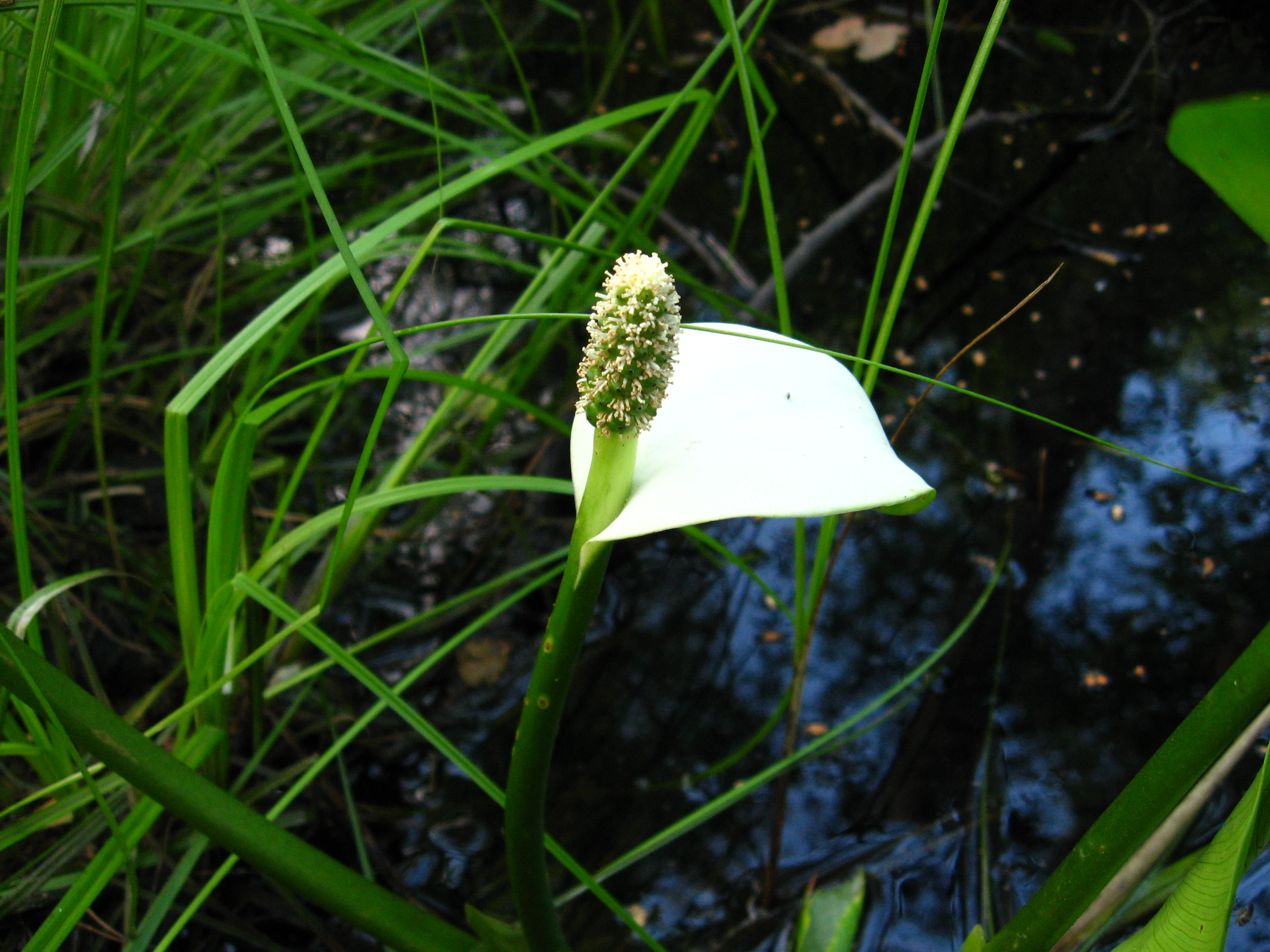 White marsh-cuckoo flower with spadix surrounded by tall green grasses and shallow water