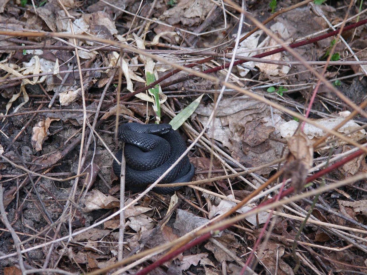 Black viper snake coiled on ground with dry leaves and twigs