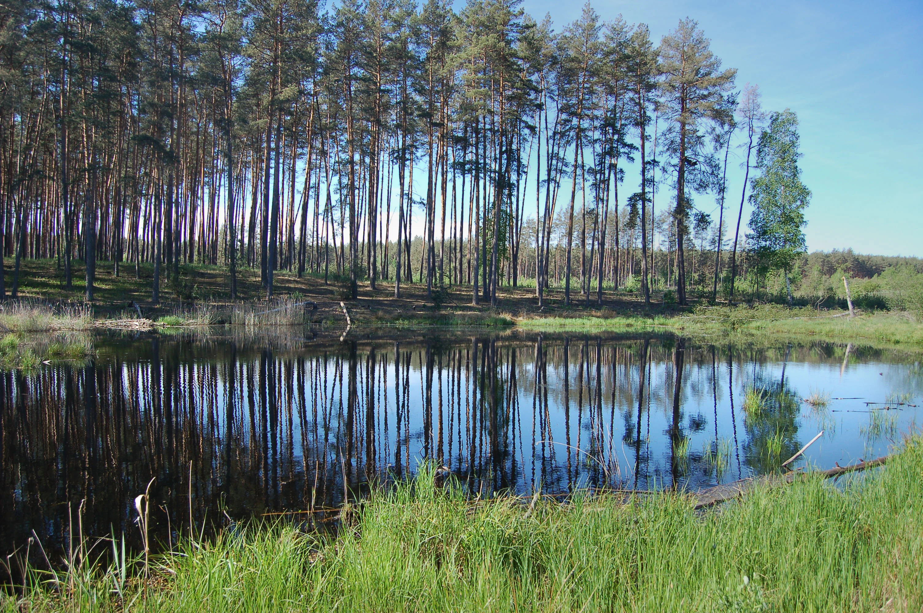 Calm lake reflecting tall pine trees, green grassy shoreline, and clear blue sky