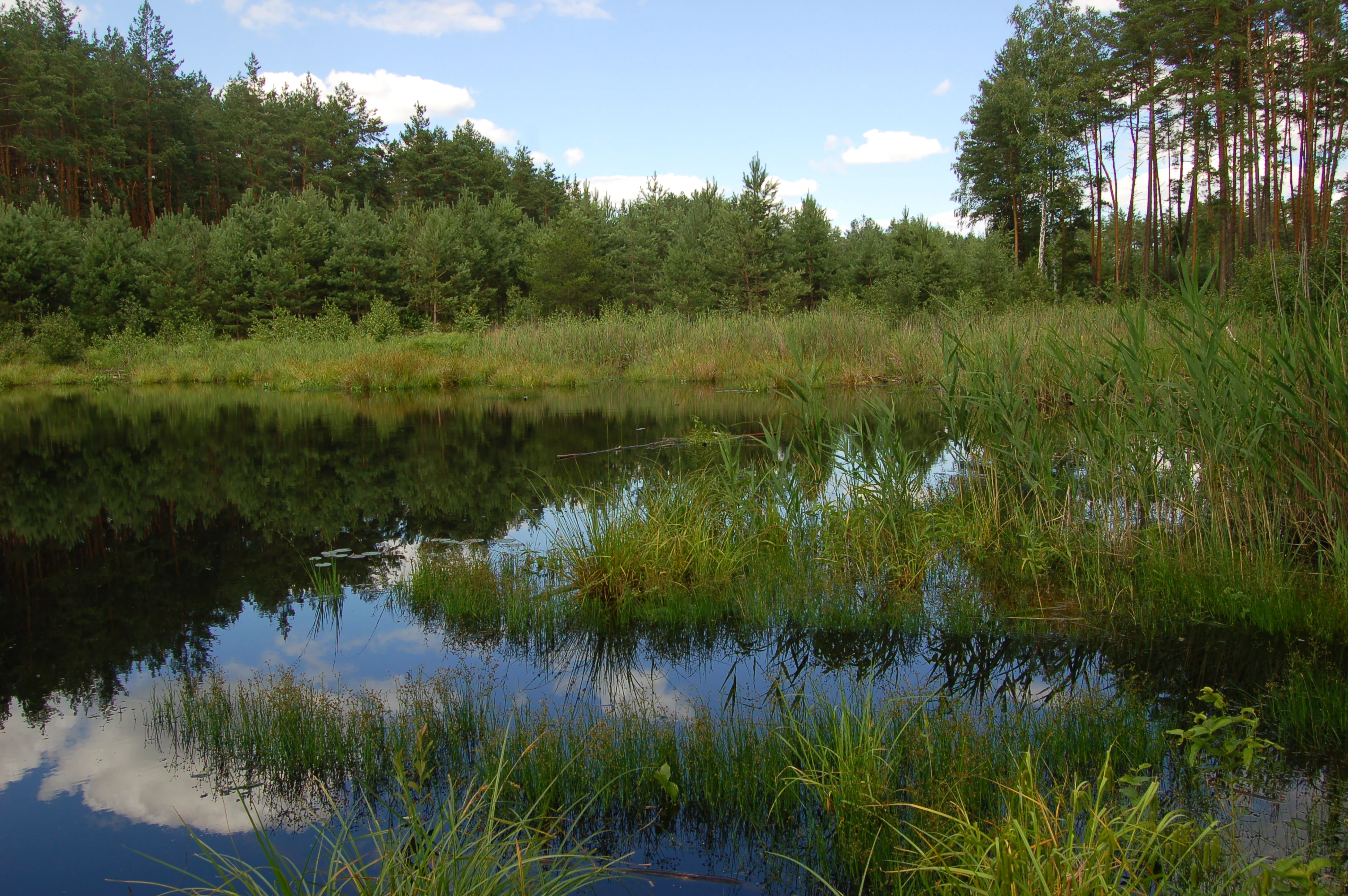 A calm lake surrounded by reeds and pine trees with clear sky reflection