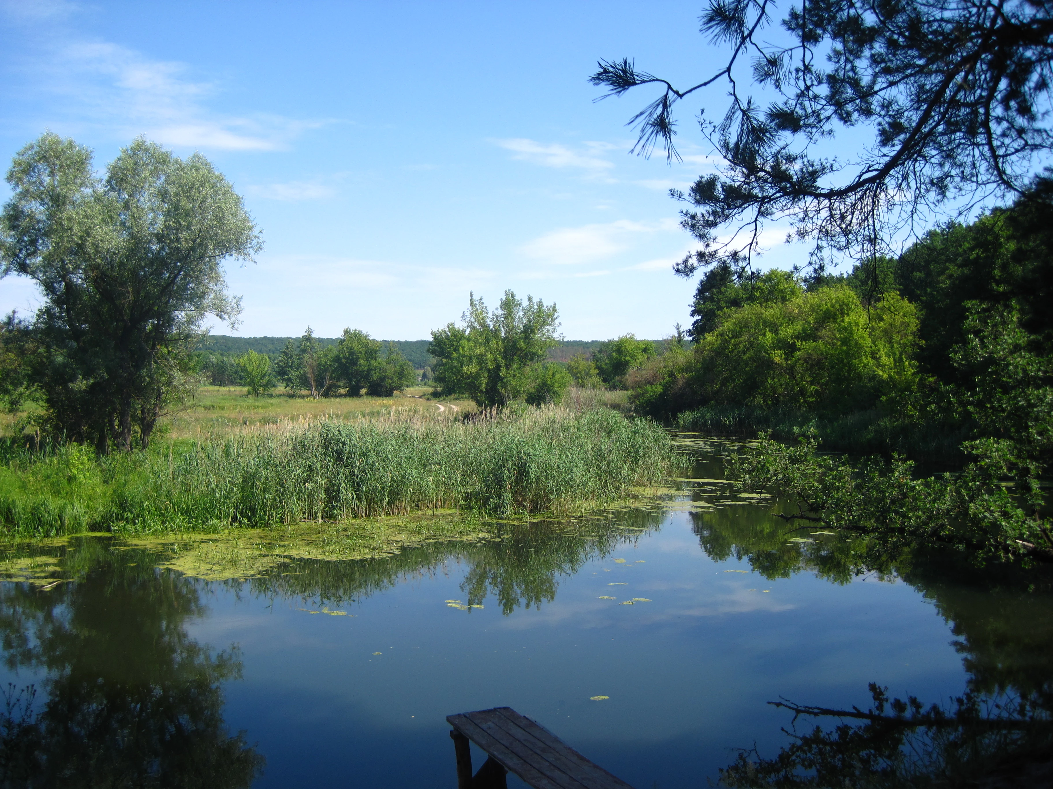 Calm river reflecting blue sky and trees, surrounded by tall green reeds and vegetation, with a wooden pier in foreground