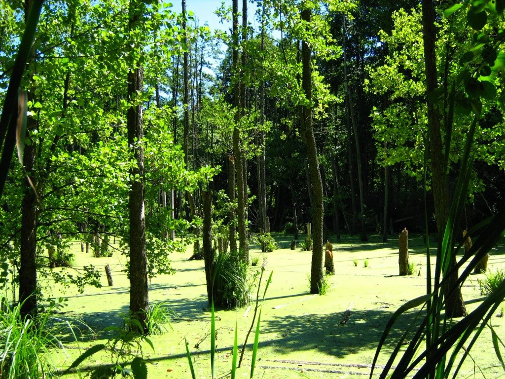Tall trees and shallow water in a sunlit forest wetland