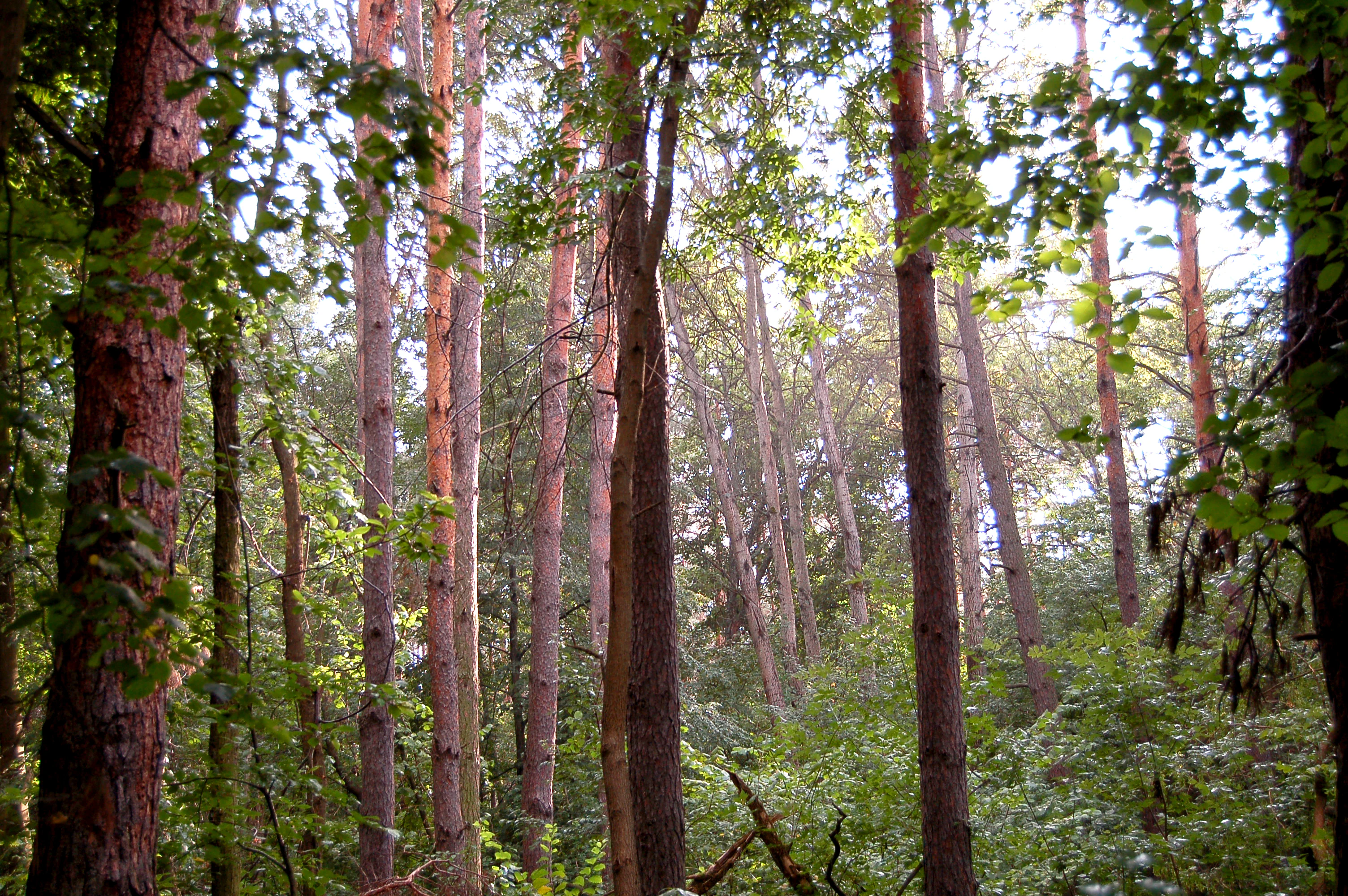 Tall trees with green foliage in a dense forest setting with natural light filtering through the canopy