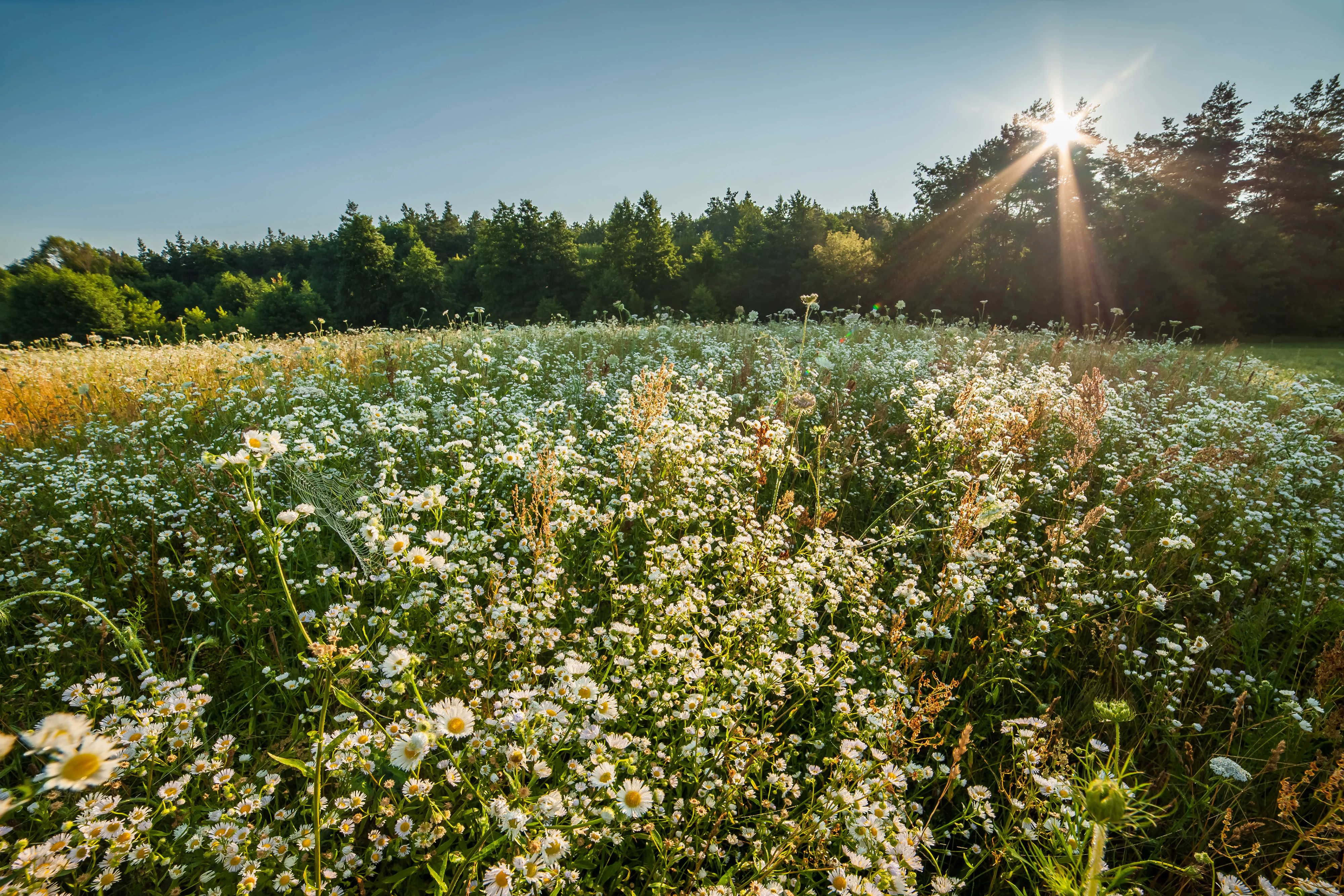 A meadow of white wildflowers and green grass with a forest in the background under a clear blue sky with sun rays