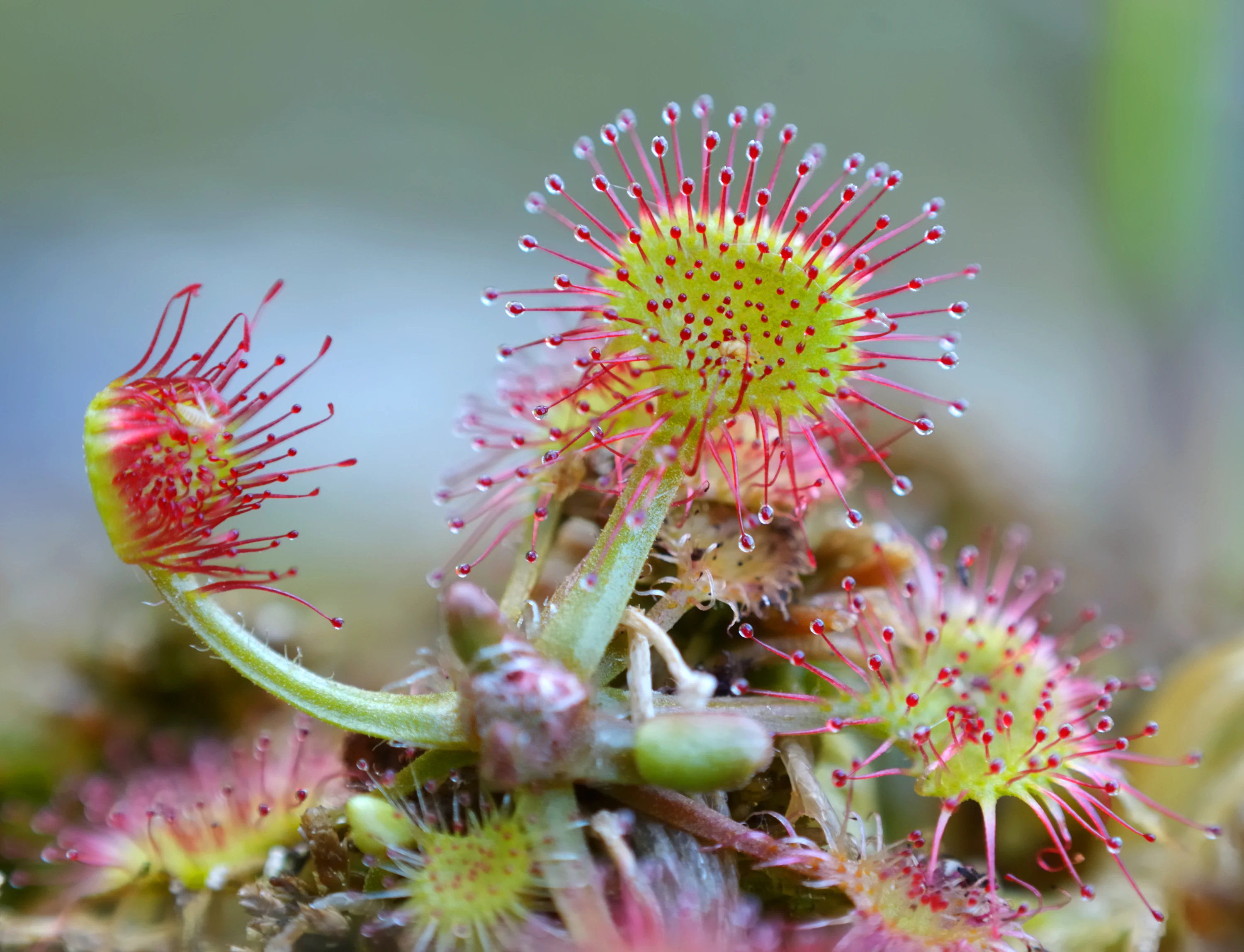 Close-up view of a Drosera rotundifolia plant with red-tipped tentacles and yellow centers, showing its carnivorous structure