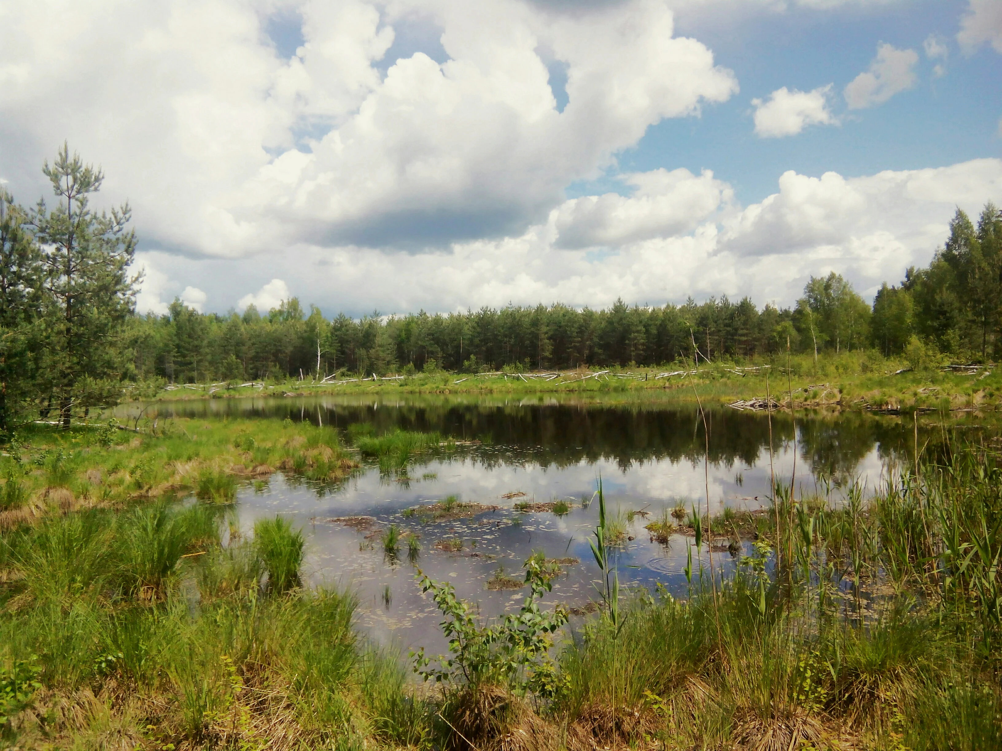 Wetland bog with calm water reflecting sky and trees, surrounded by grasses and vegetation