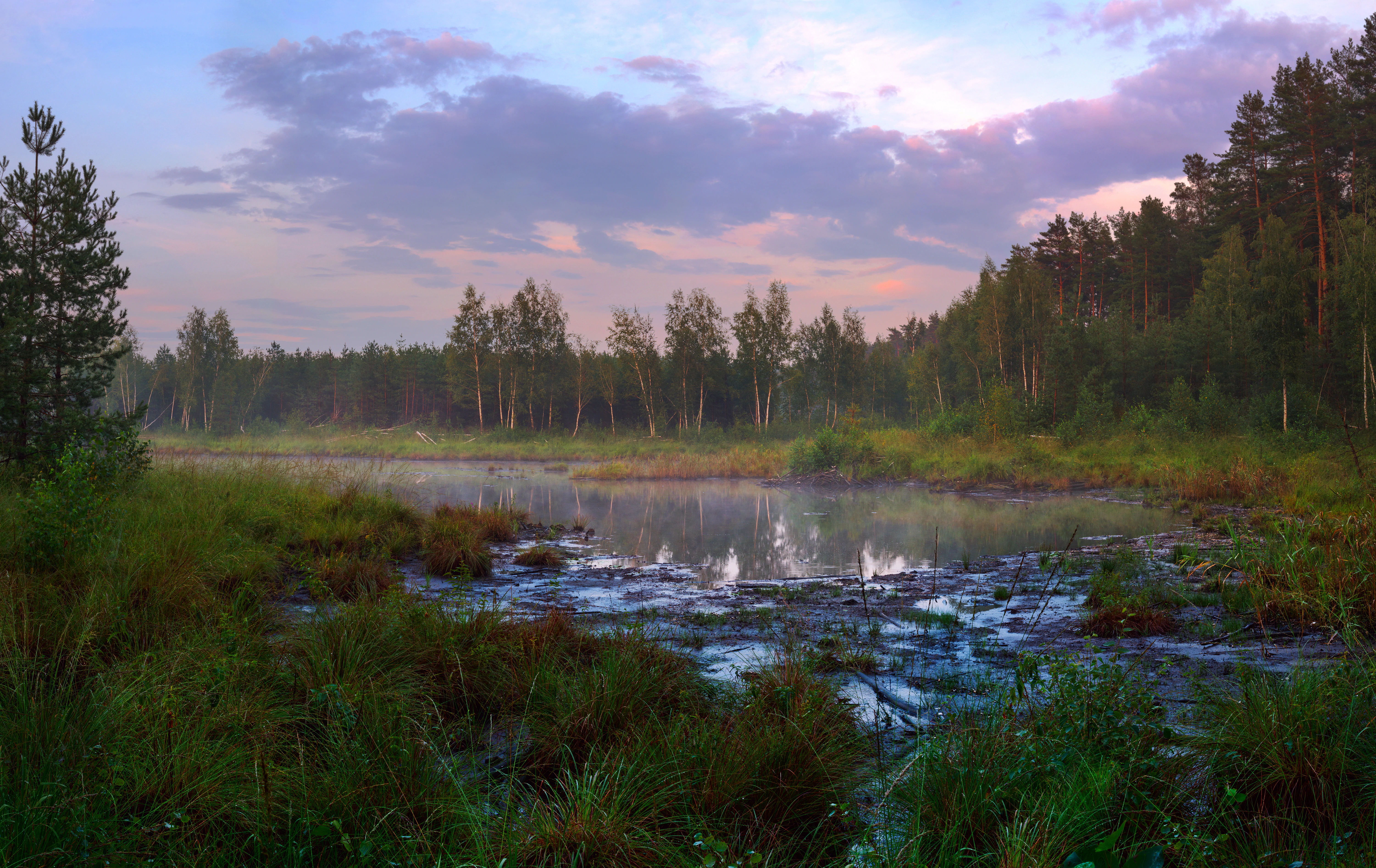 A swampy wetland with shallow water, reeds, and trees under a partly cloudy sky at dusk.