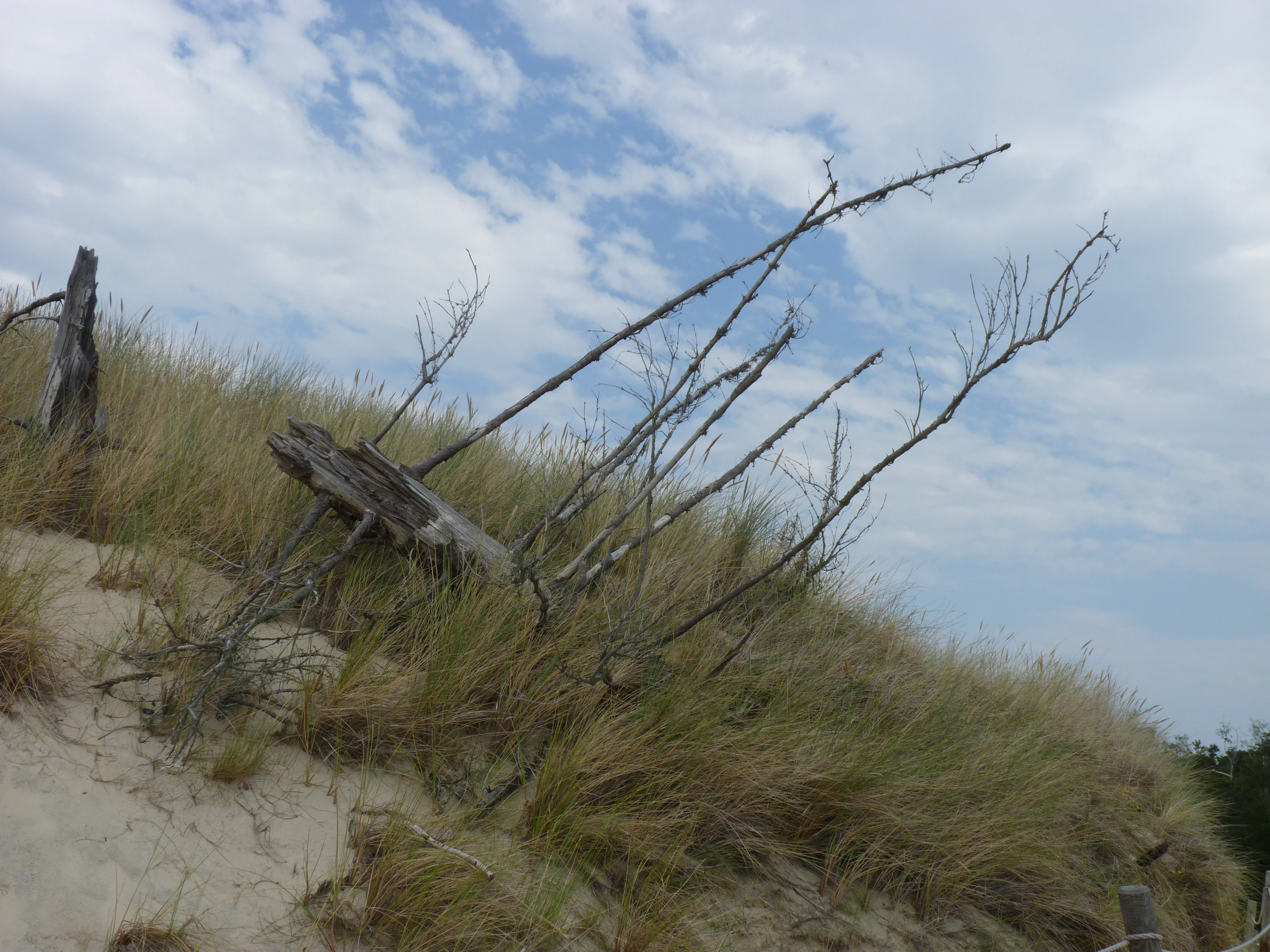 Dead trees on a sandy dune with grass and a partly cloudy sky