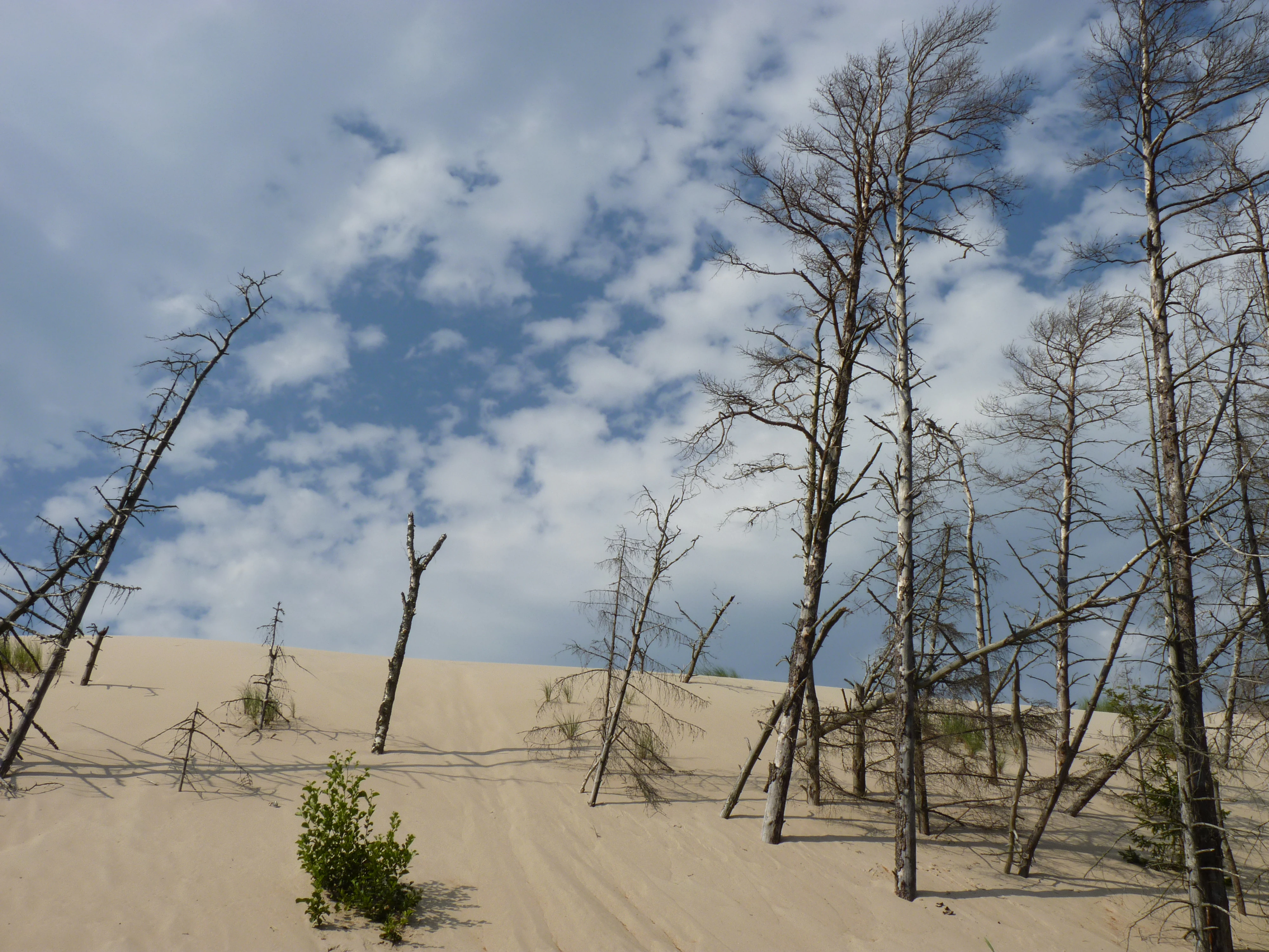 Sandy dunes with scattered dead trees and small green plants under a partly cloudy sky