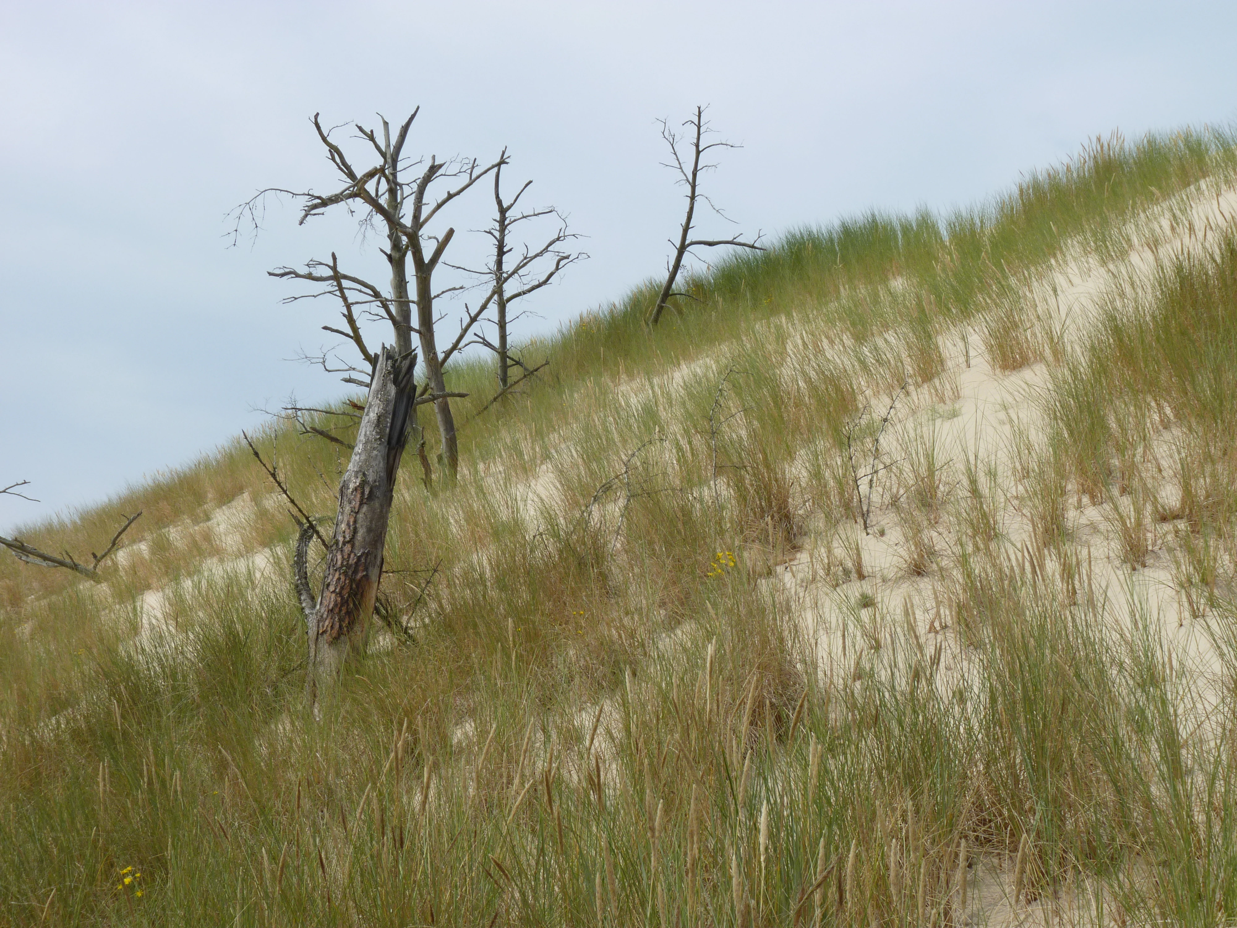 Sand dune with patches of tall grass and a few bare, dead trees on a sloped dune under a cloudy sky