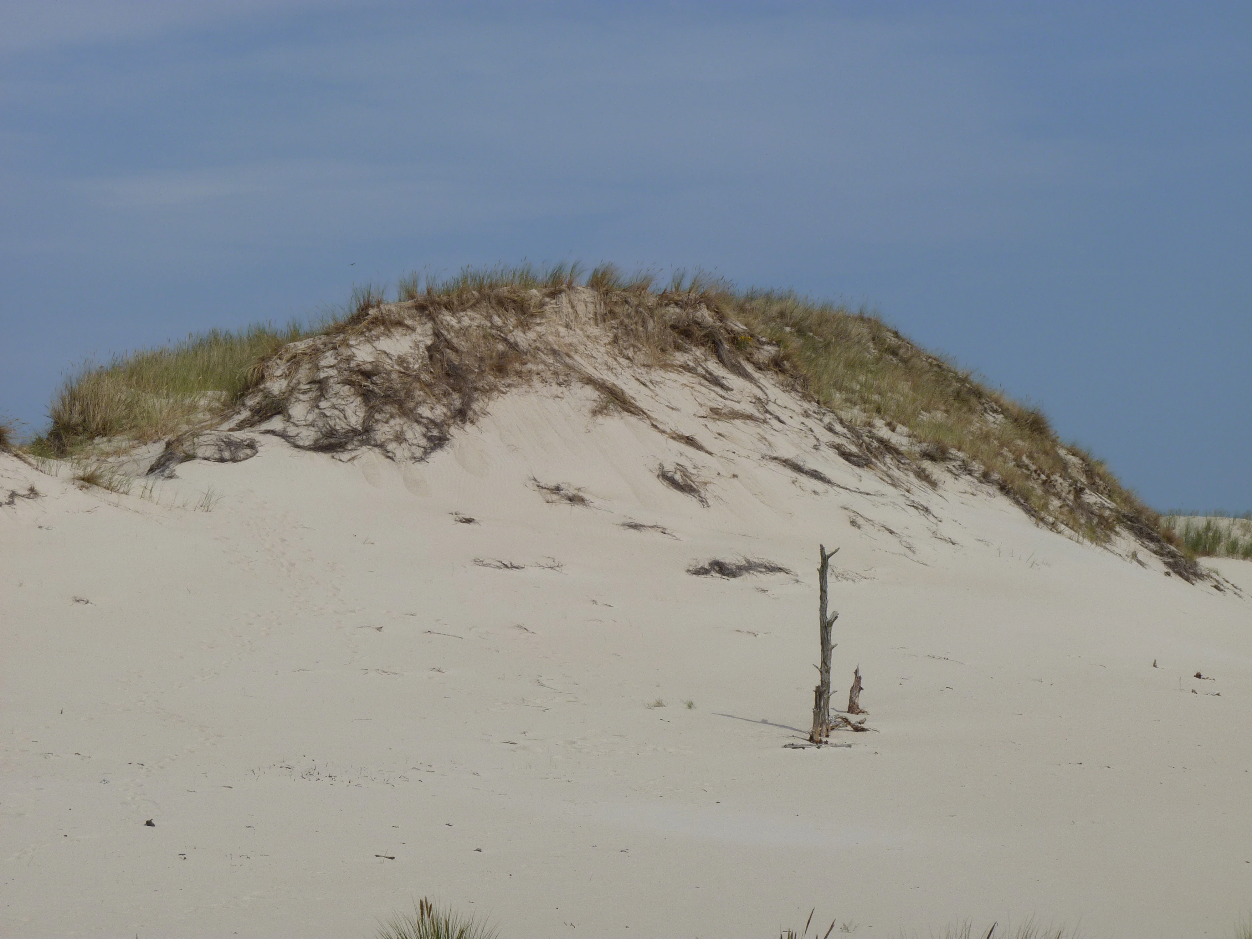 Sand dune with sparse vegetation on crest, single dead tree trunk in foreground, clear blue sky