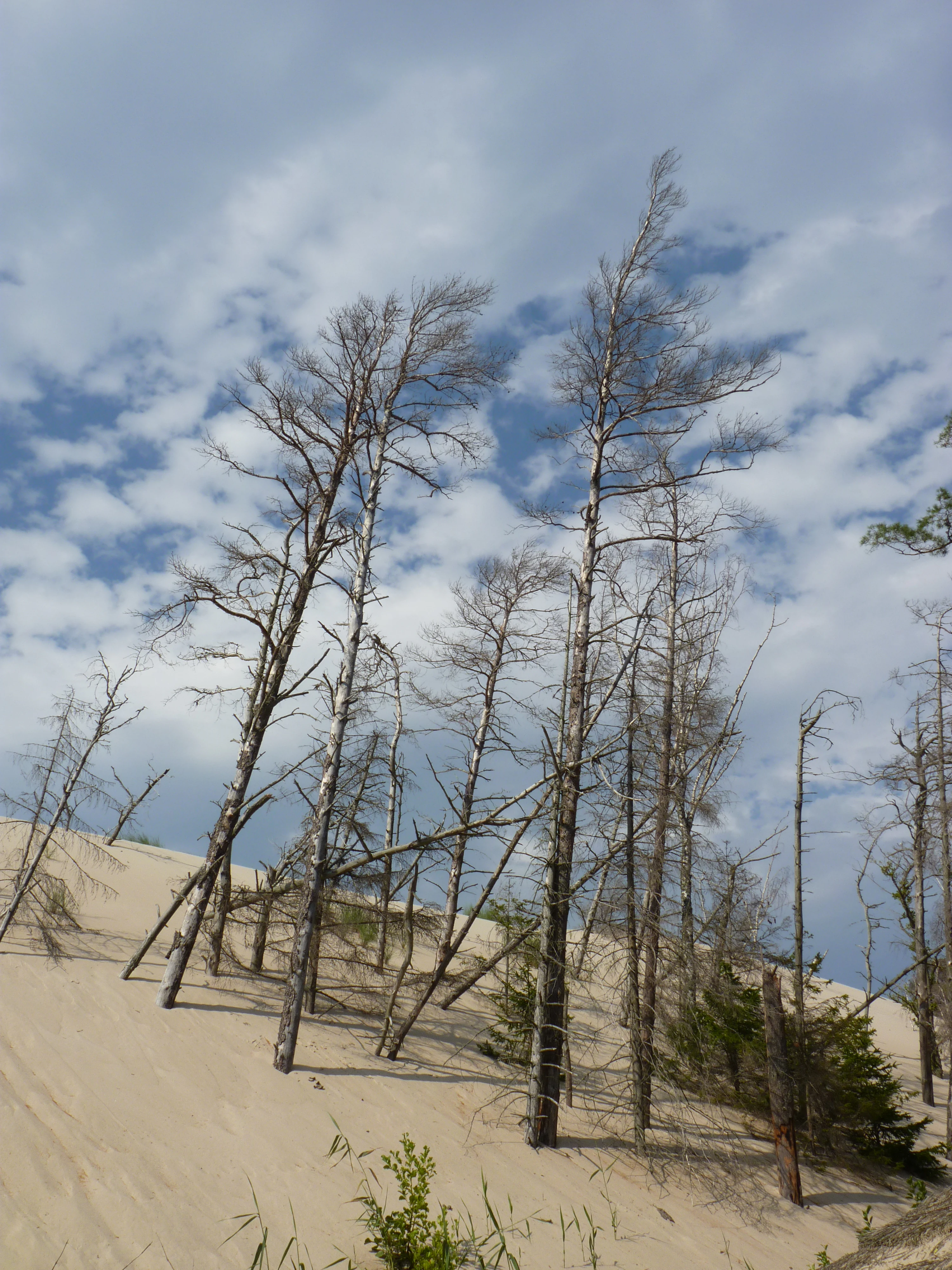 Dead trees on sand dunes with blue sky and clouds