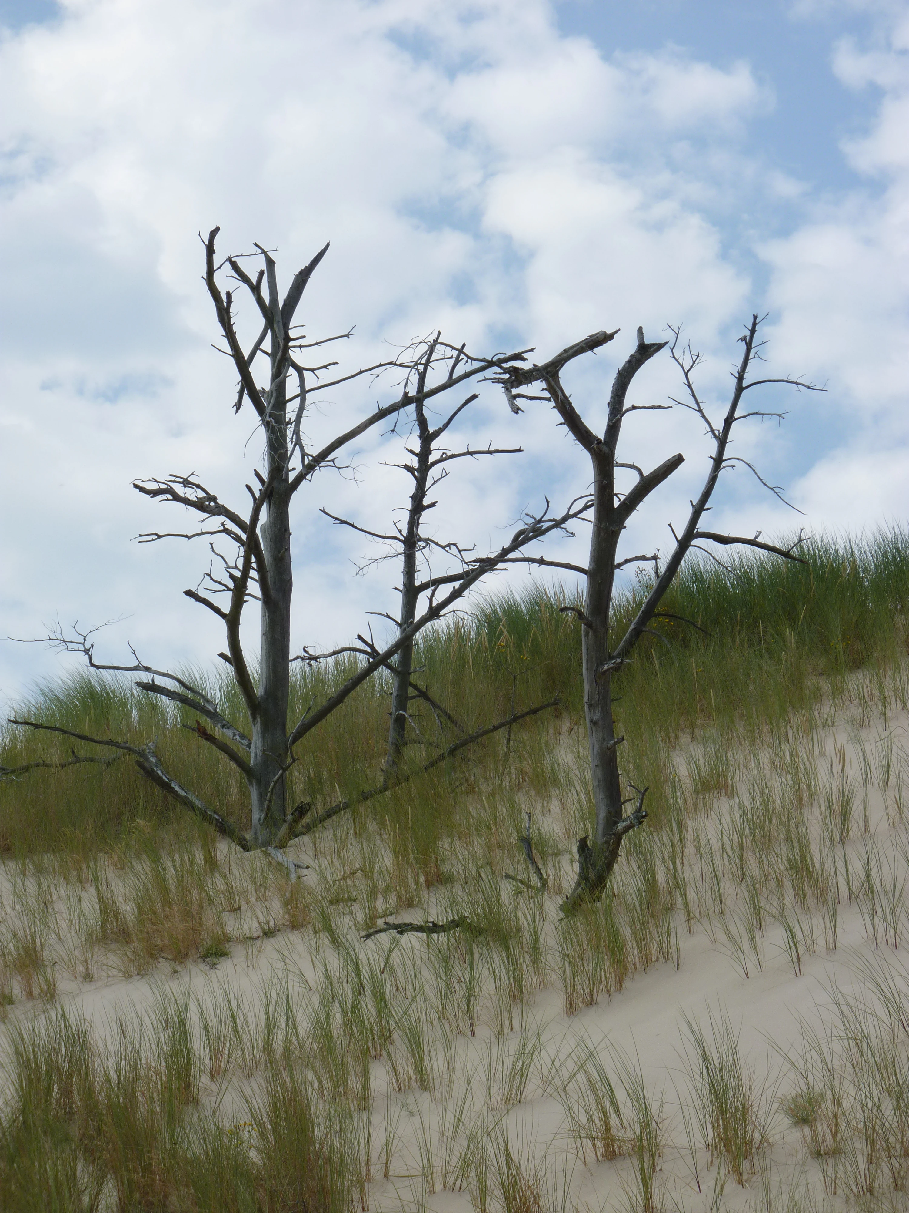 Dead trees on sandy dunes with grasses under a partly cloudy sky