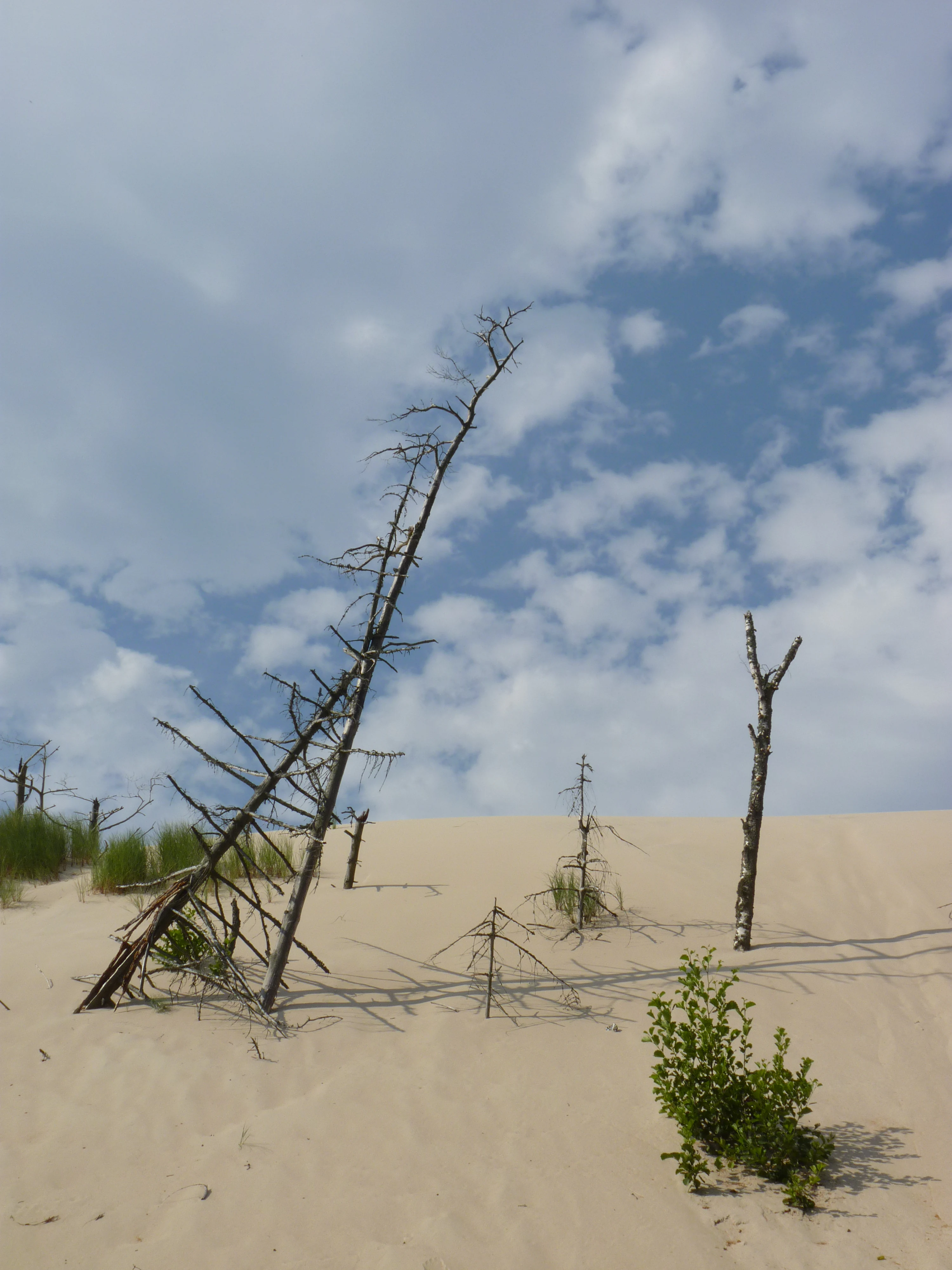 Dead trees on sandy dunes with patches of green vegetation and a blue sky with scattered clouds