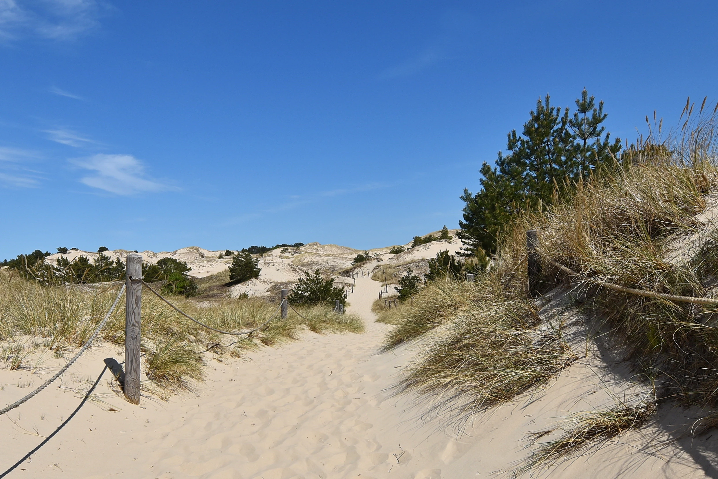 A sandy path marked by wooden posts and rope winds through rolling sand dunes topped with dry dune grasses and scattered pine trees under a clear blue sky.