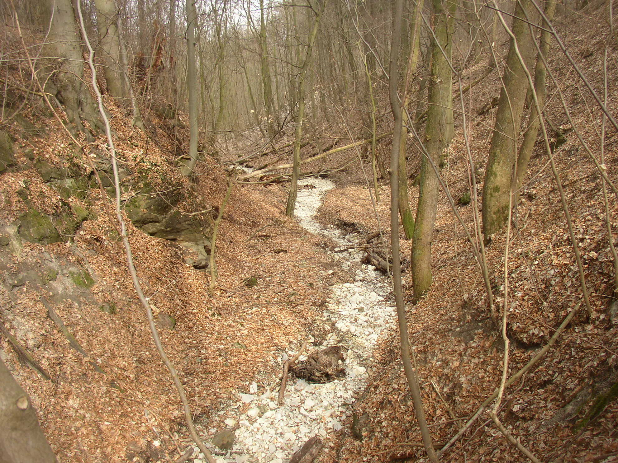 A narrow stream bed covered with light-colored stones winding through a deciduous forest with bare trees and leaf-covered slopes.
