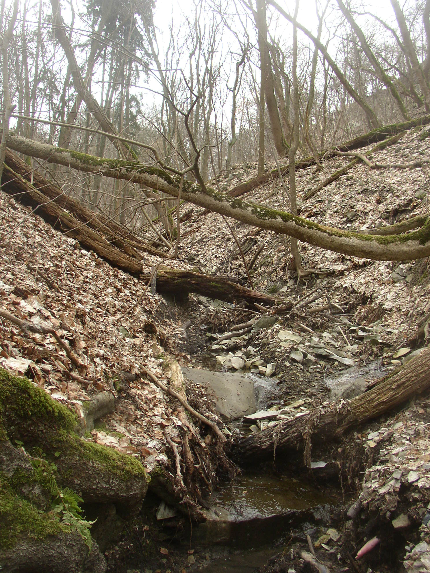 A steep, narrow ravine floor in a deciduous forest during late autumn or winter, featuring fallen trees, mossy rocks, and scattered dry leaves.