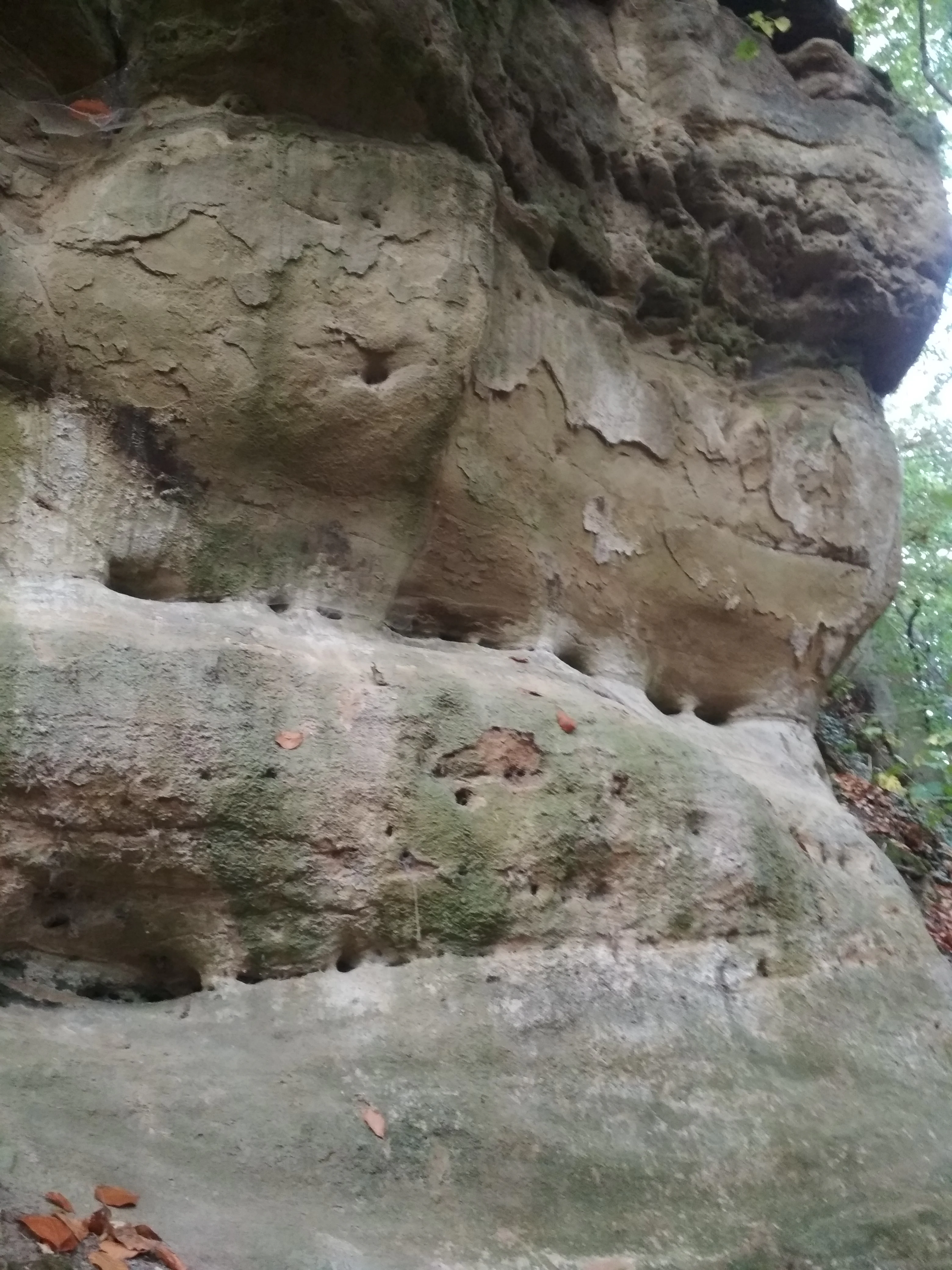A close-up view of a vertical sandstone rock wall showing natural erosion patterns, holes, and weathered textures, with some moss and scattered leaves.