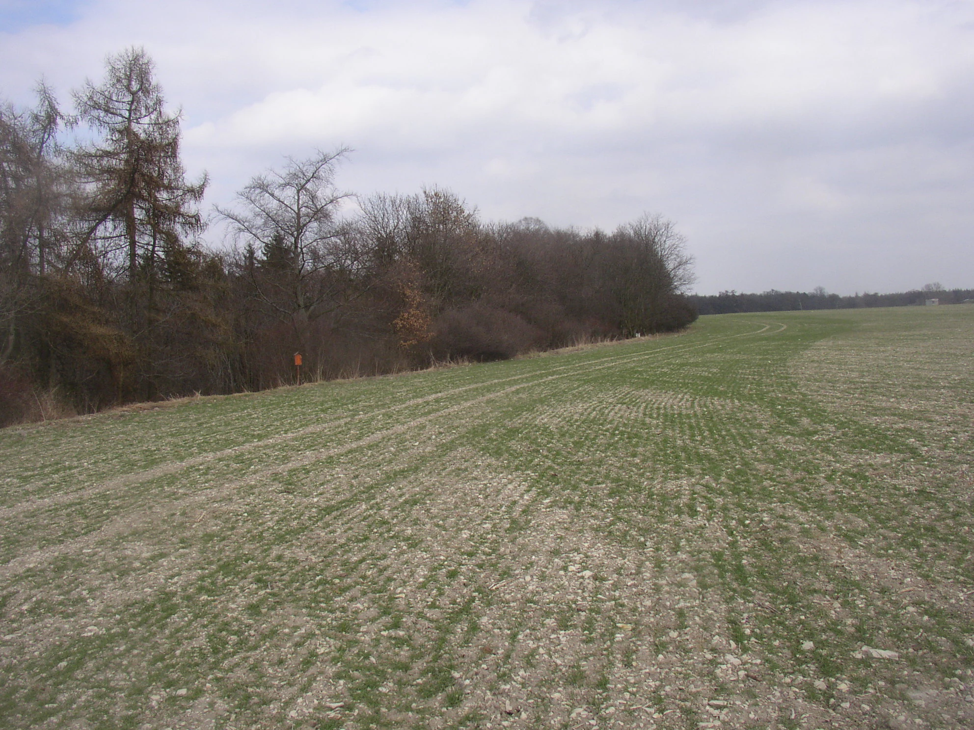 A view of the edge of a wooded ravine adjacent to an open agricultural field under an overcast sky.