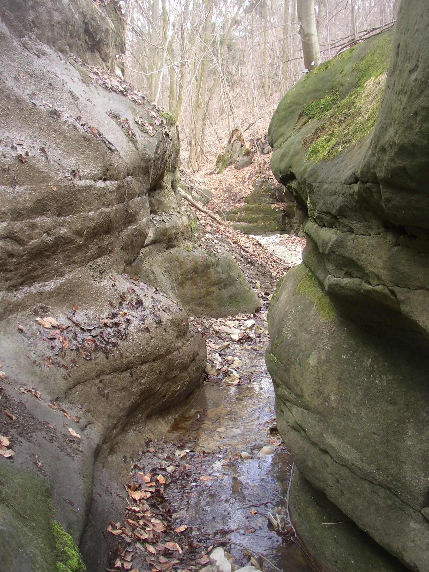A small, narrow stream flowing between weathered, moss-covered sandstone rock walls in a forest setting.