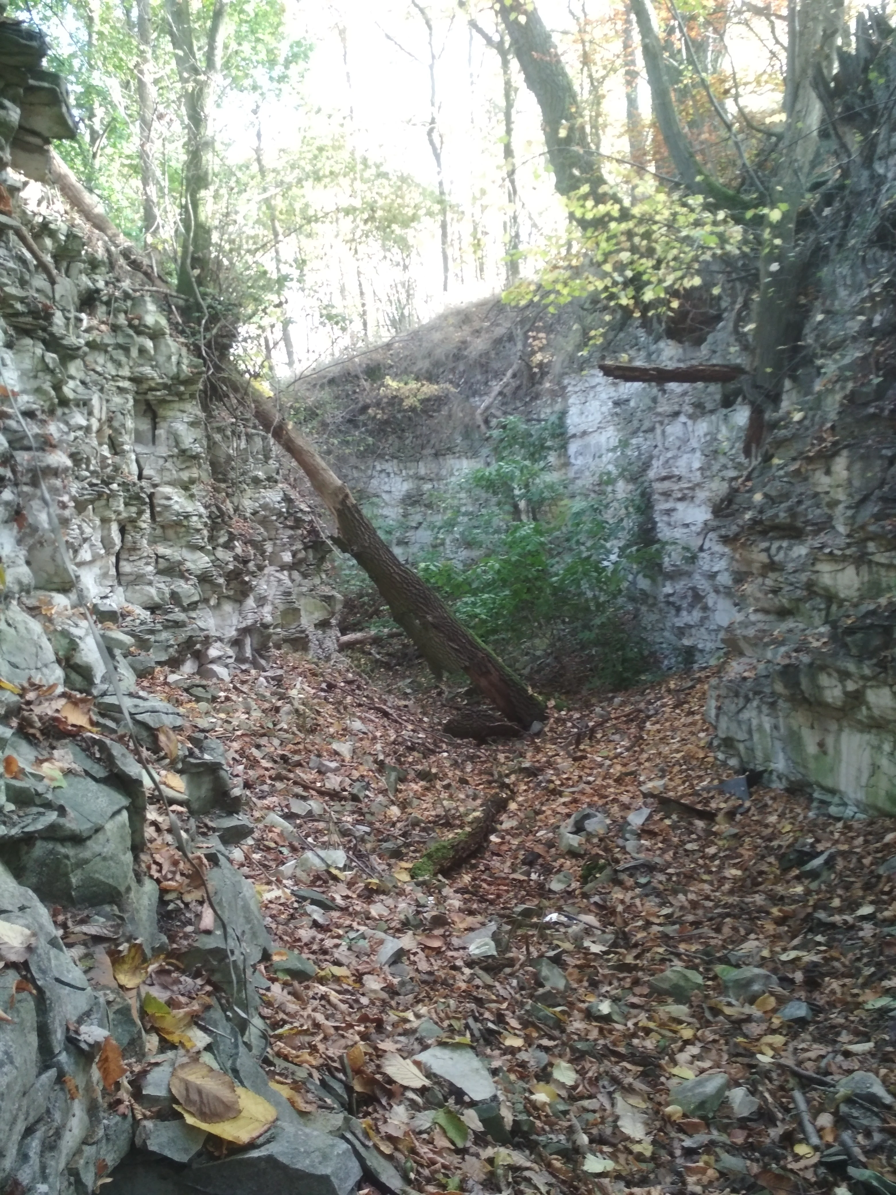 A view looking into a narrow gorge with steep, layered rock walls and a forest canopy above; a fallen tree trunk lies across the gorge floor, which is covered in dead leaves.