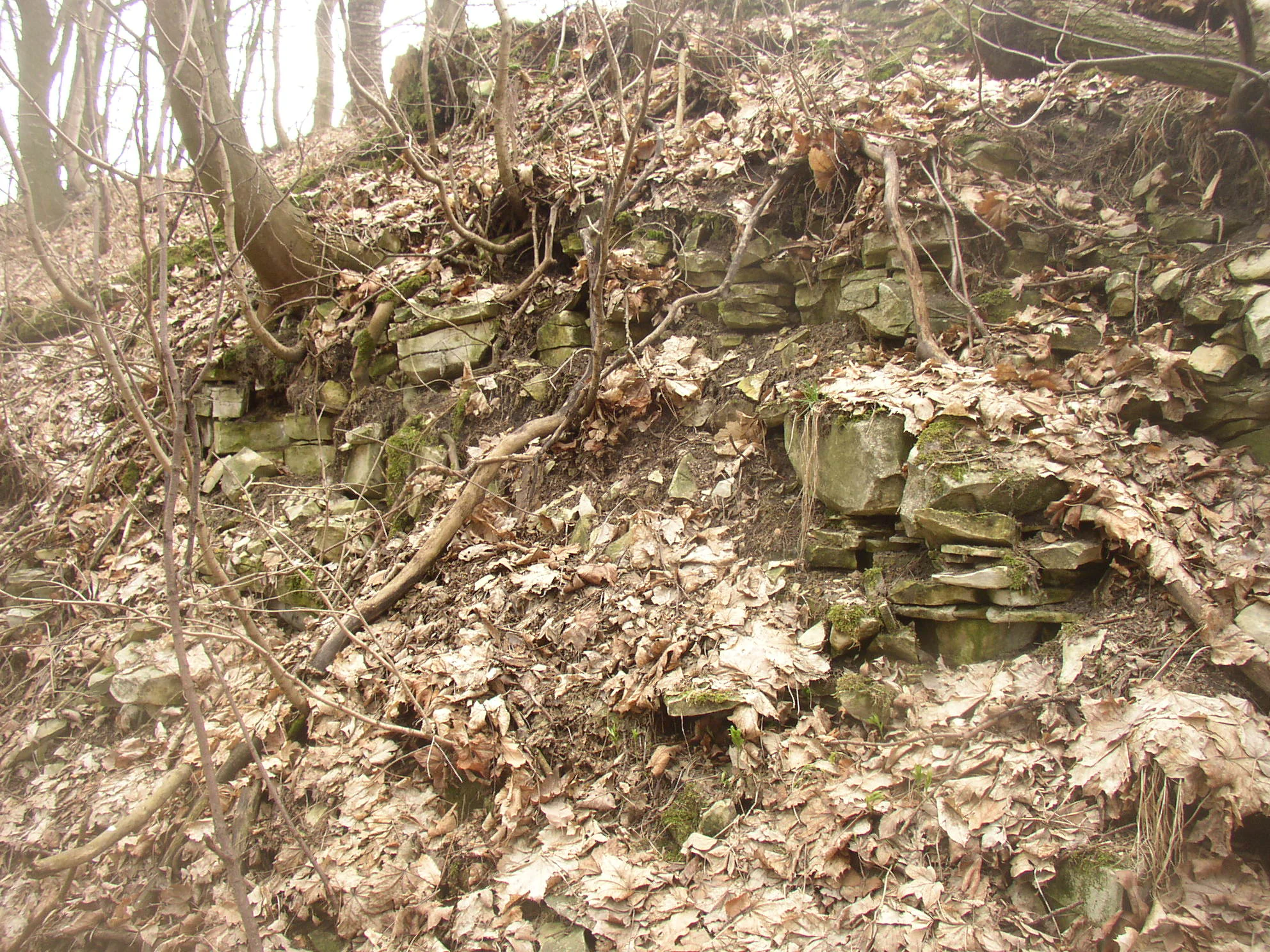 A close up view of layered marlstone rock outcrops on a forested slope, covered in fallen dry leaves.