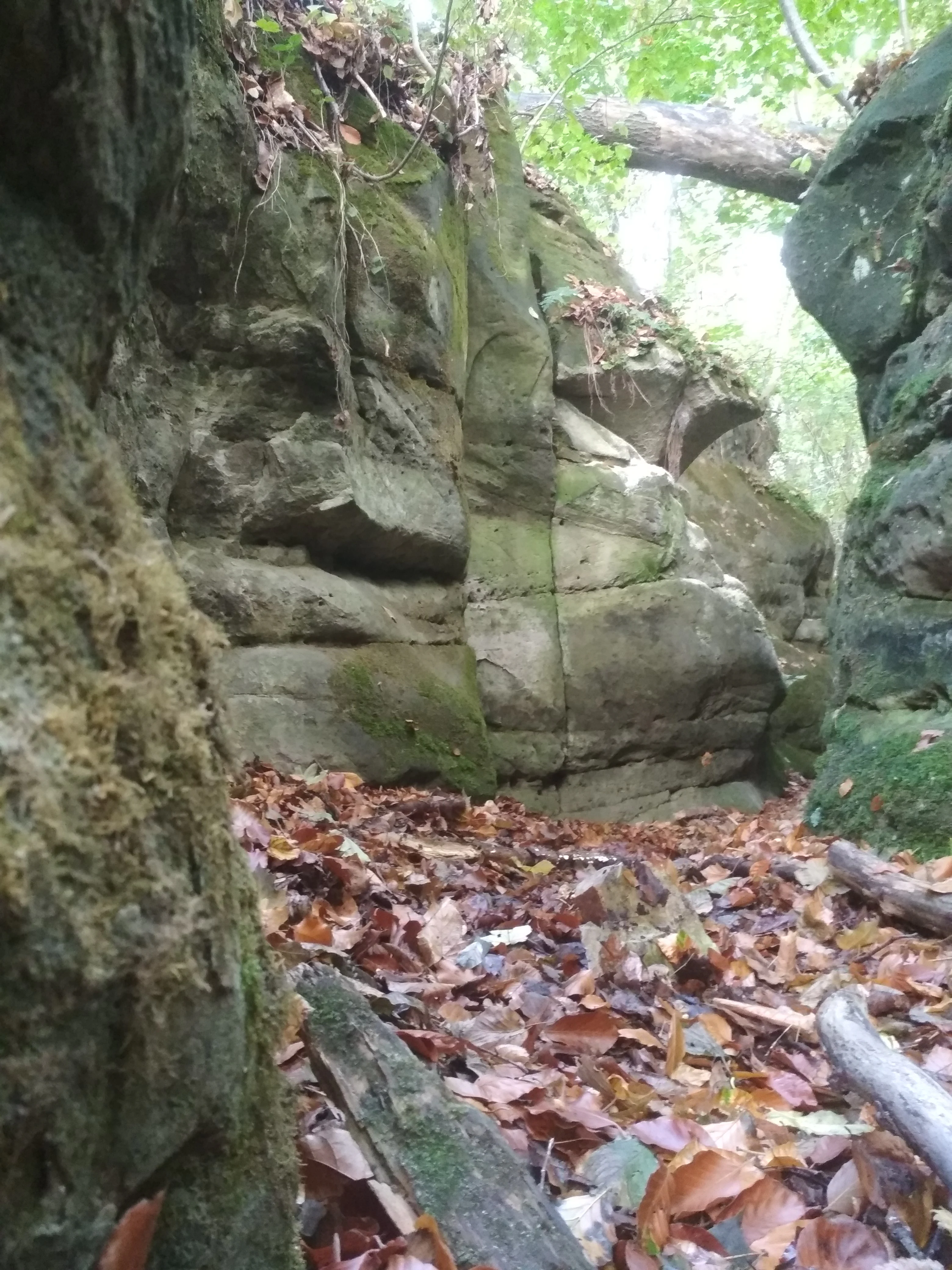 Close-up view of moss-covered sandstone rock faces in a narrow gorge, with a forest floor covered in fallen autumn leaves.