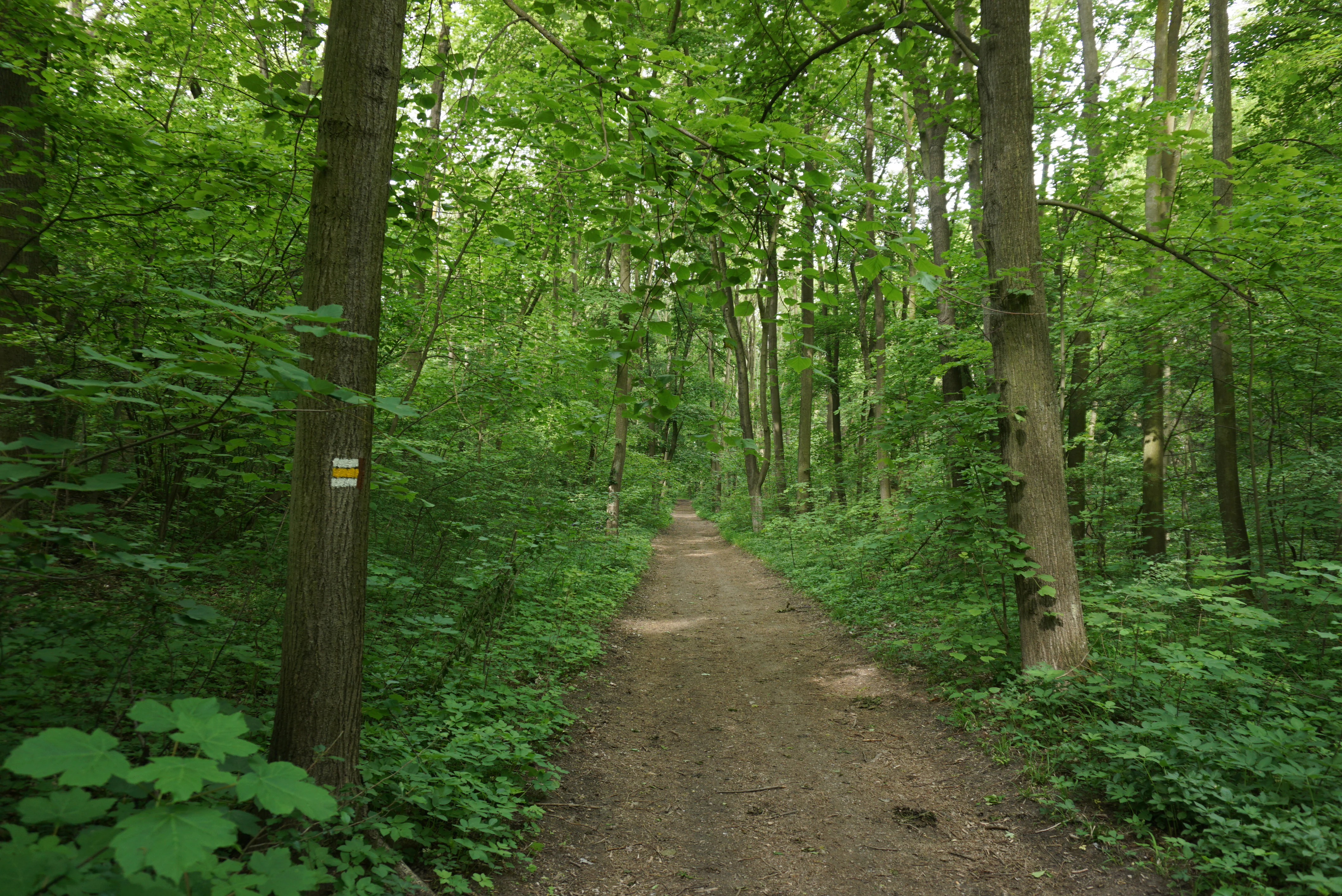 A dirt hiking trail leads through a dense green forest with tall trees and lush undergrowth, featuring a yellow and white trail marker on a tree trunk to the left.