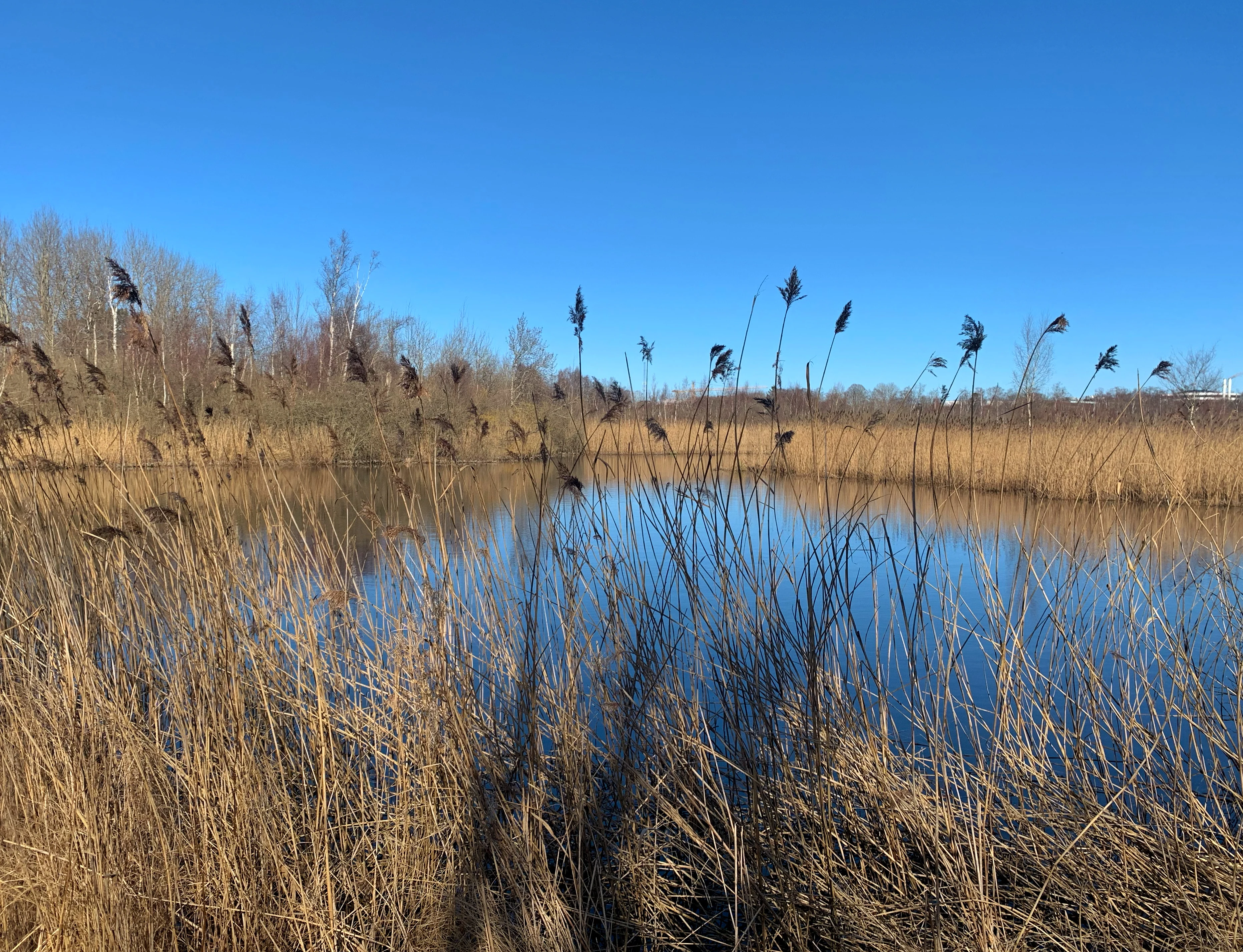 A calm, still pond surrounded by tall, dry reeds and grasses under a clear blue sky, characteristic of a wetland environment.