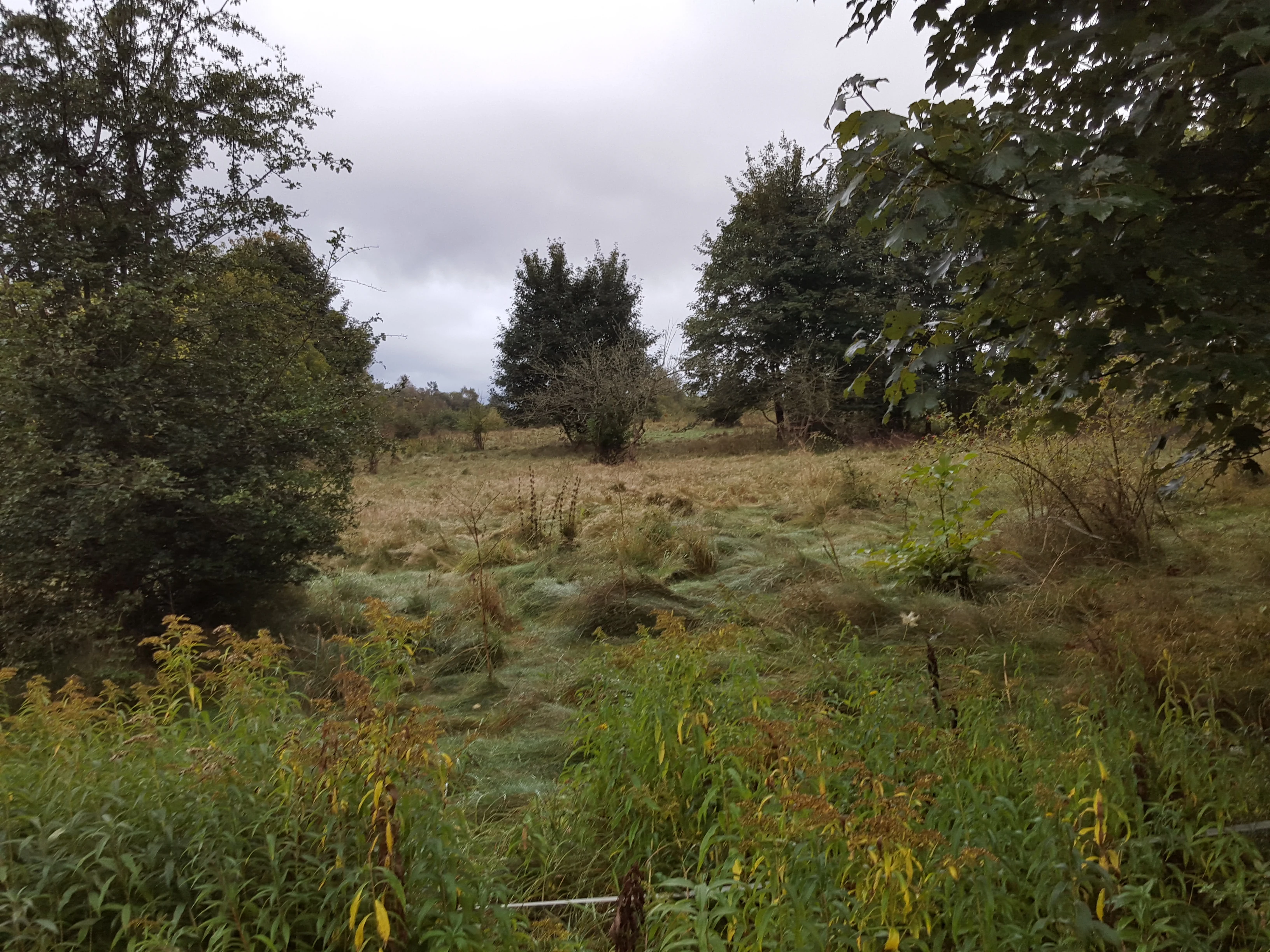 A slightly elevated view looking over a grassy, wetland meadow in Smør- og Fedtmosen, with trees scattered throughout and an overcast sky.