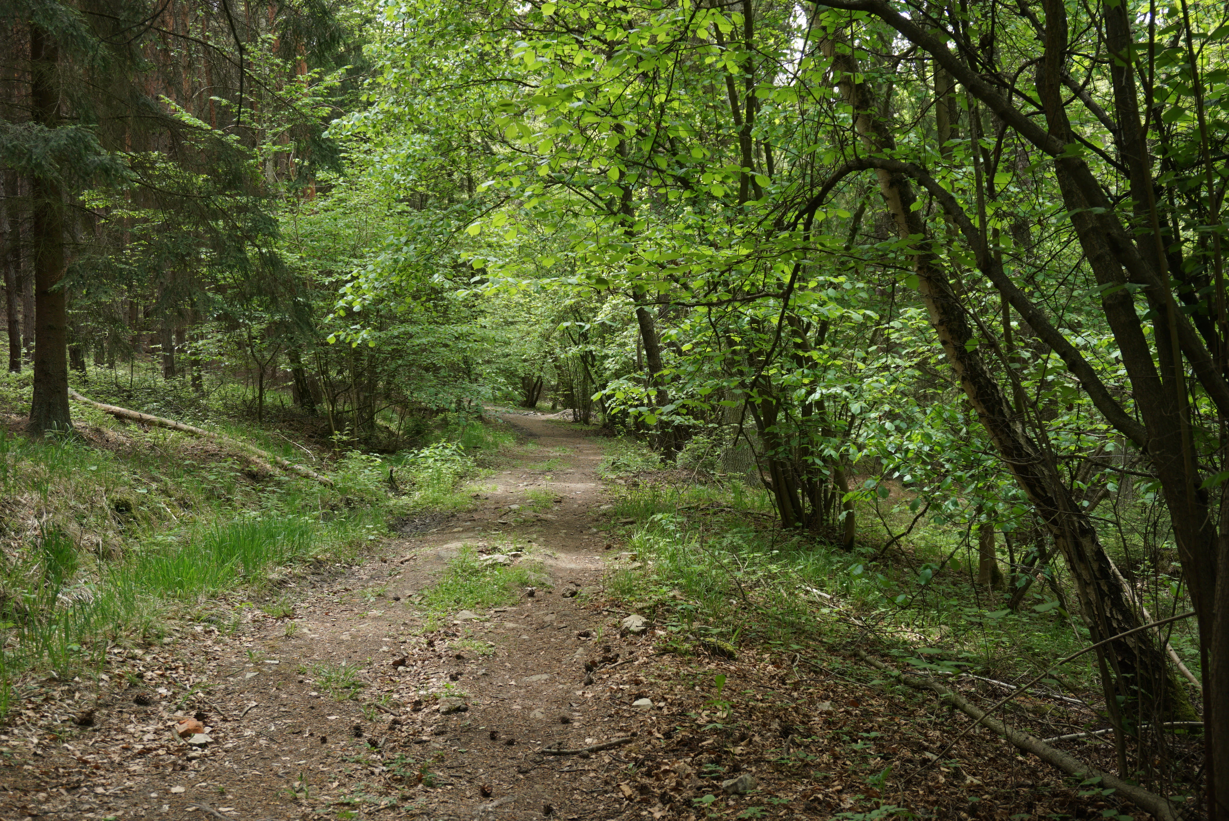 Smradovna Natural Monument: Samotin Creek valley