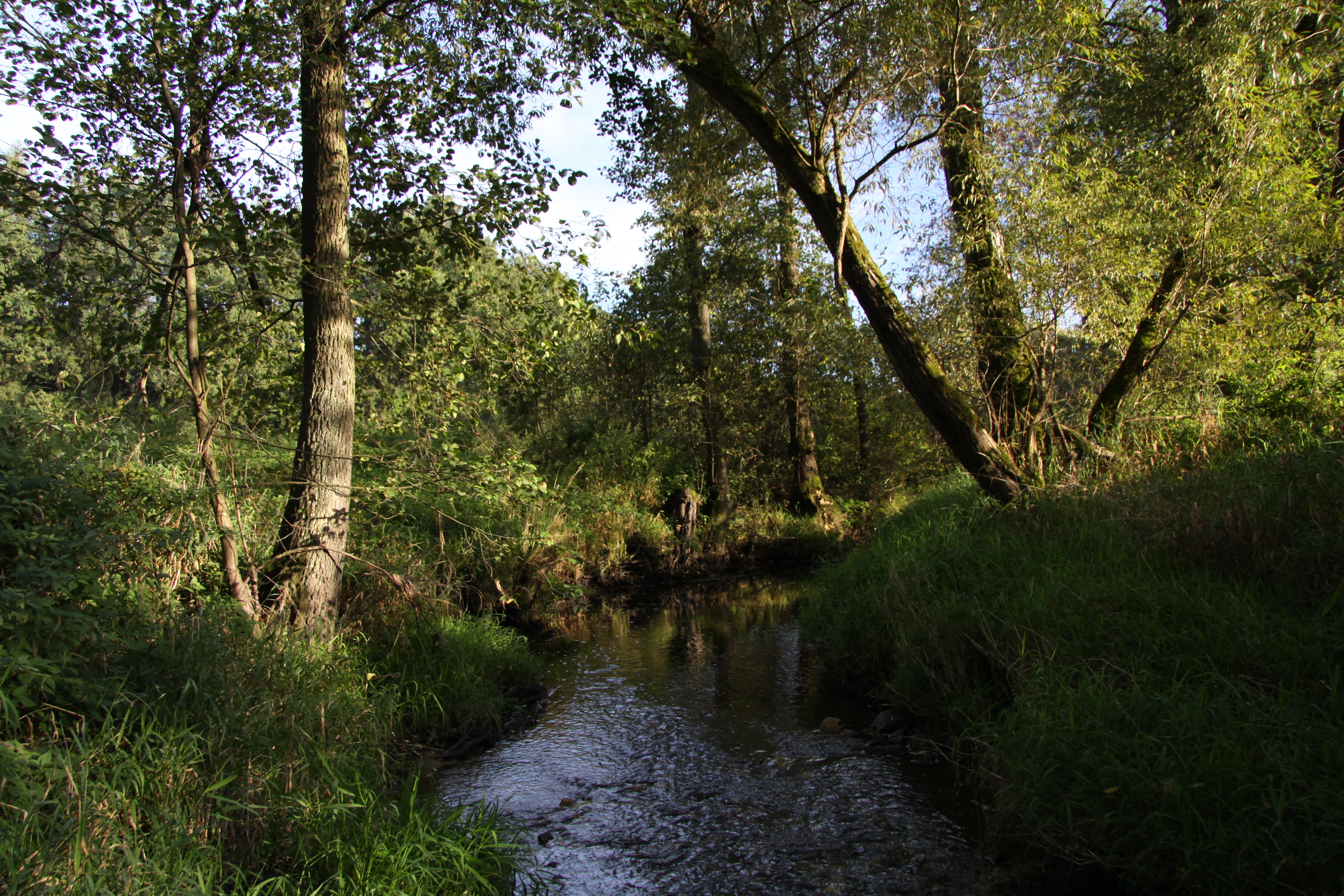 A small, calm river flowing through a lush green riparian forest, with trees overhanging the water and light filtering through the canopy.