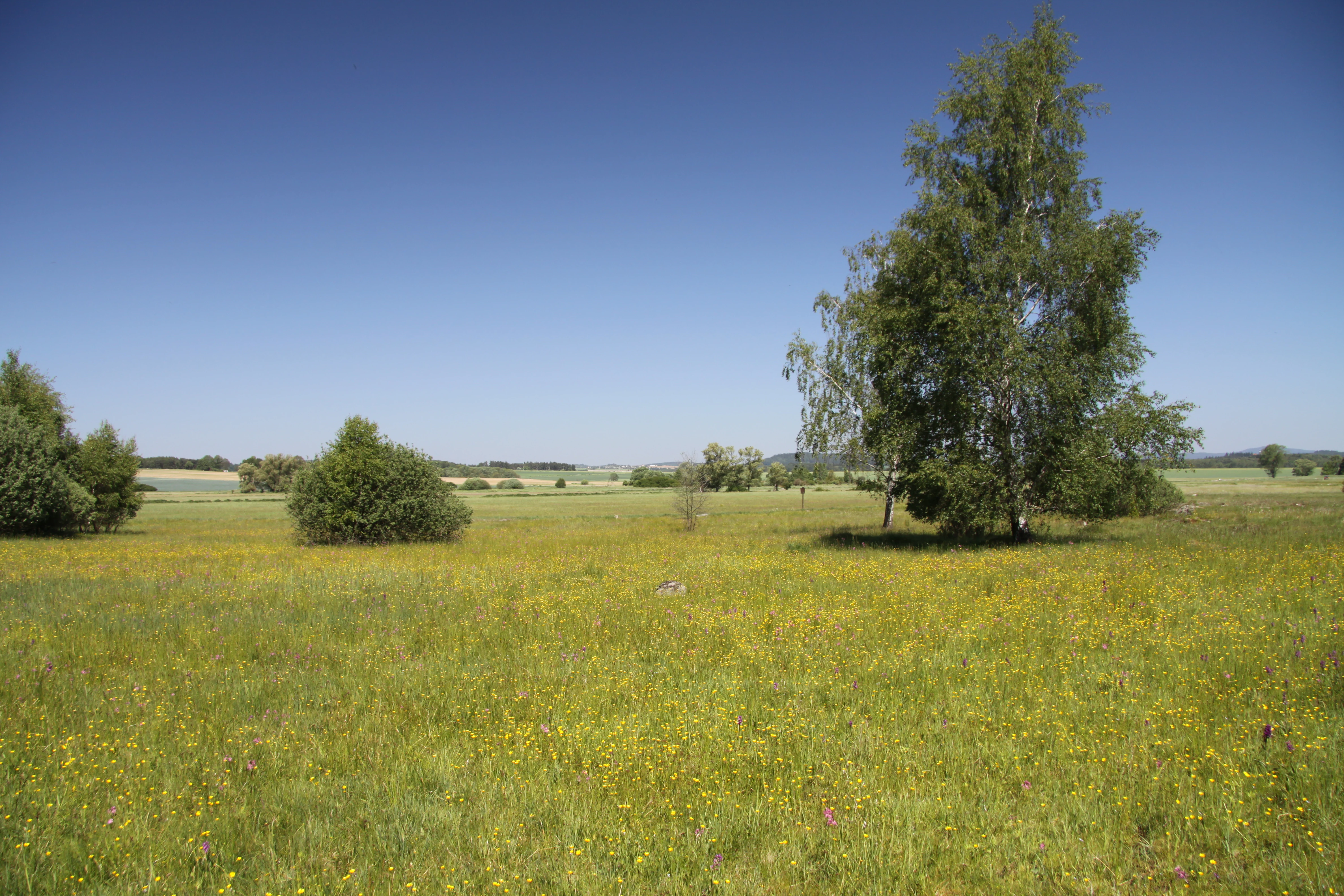 A wide view of a yellow wildflower meadow in Smyslov with scattered birch trees under a clear blue sky.