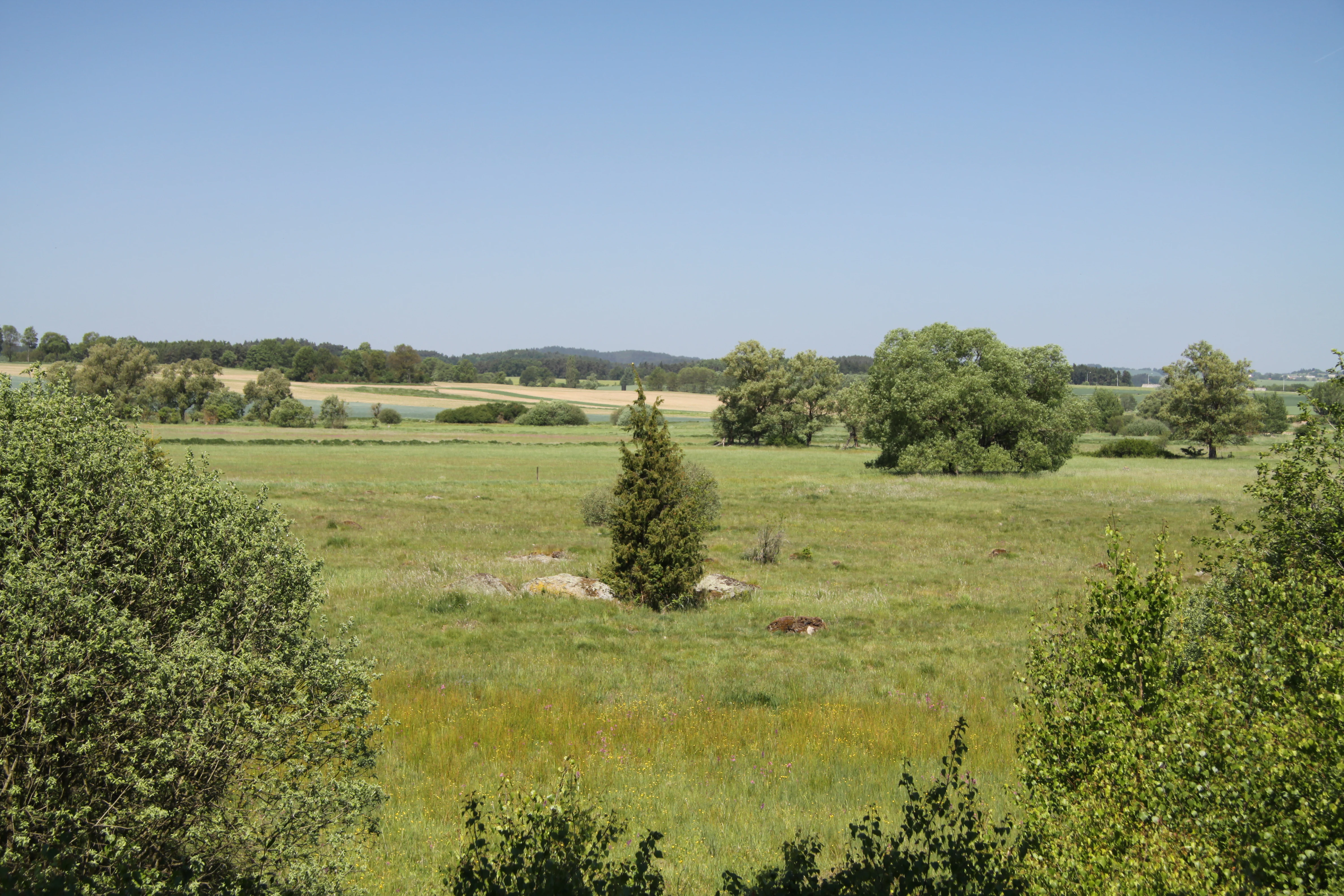 A wide landscape view of a rural, open meadow surrounded by trees under a clear blue sky, featuring scattered small bushes and a hint of a bouldered area.