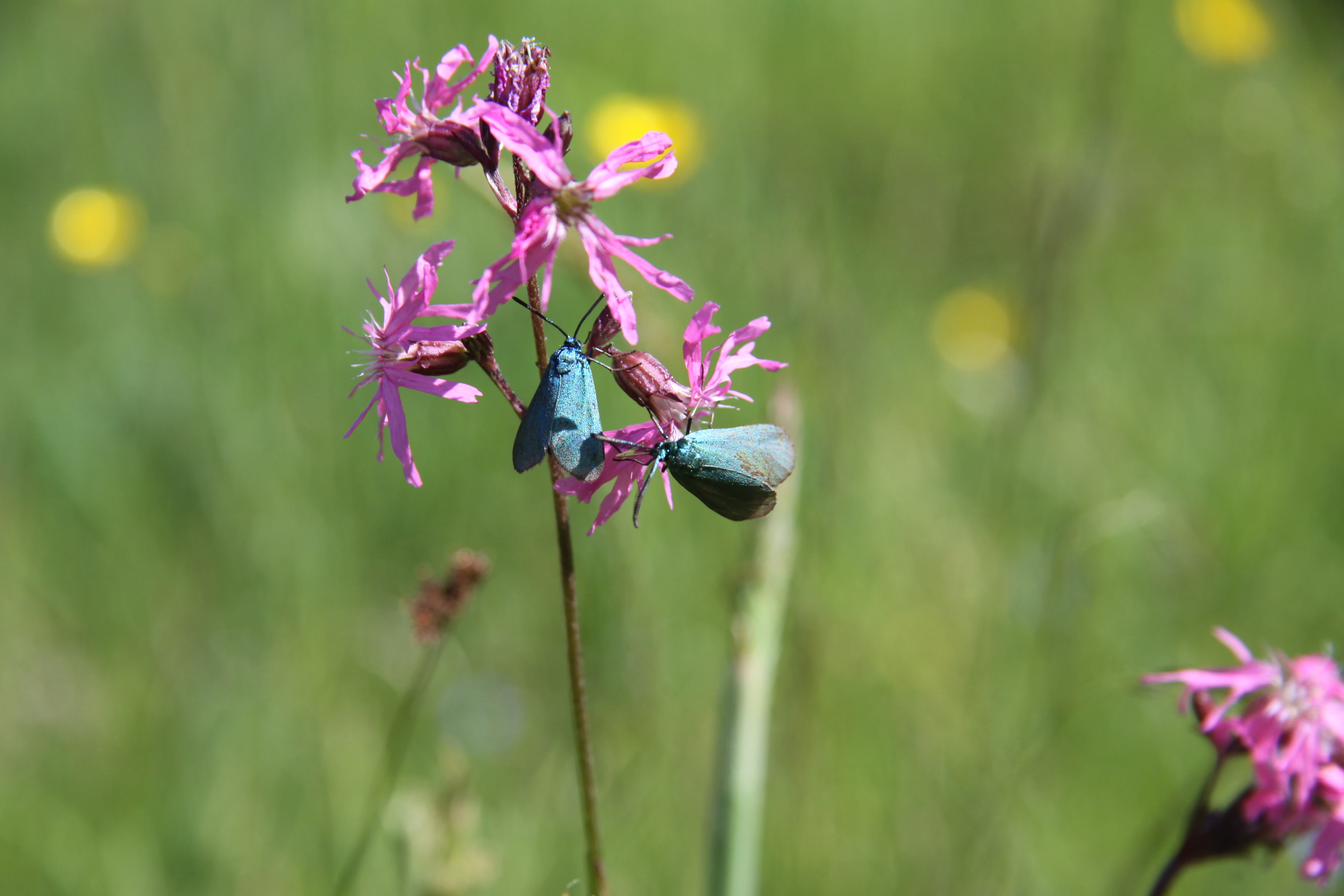 A close up view of two small blue-green moths resting on a pink ragged robin flower against a blurred green meadow background.