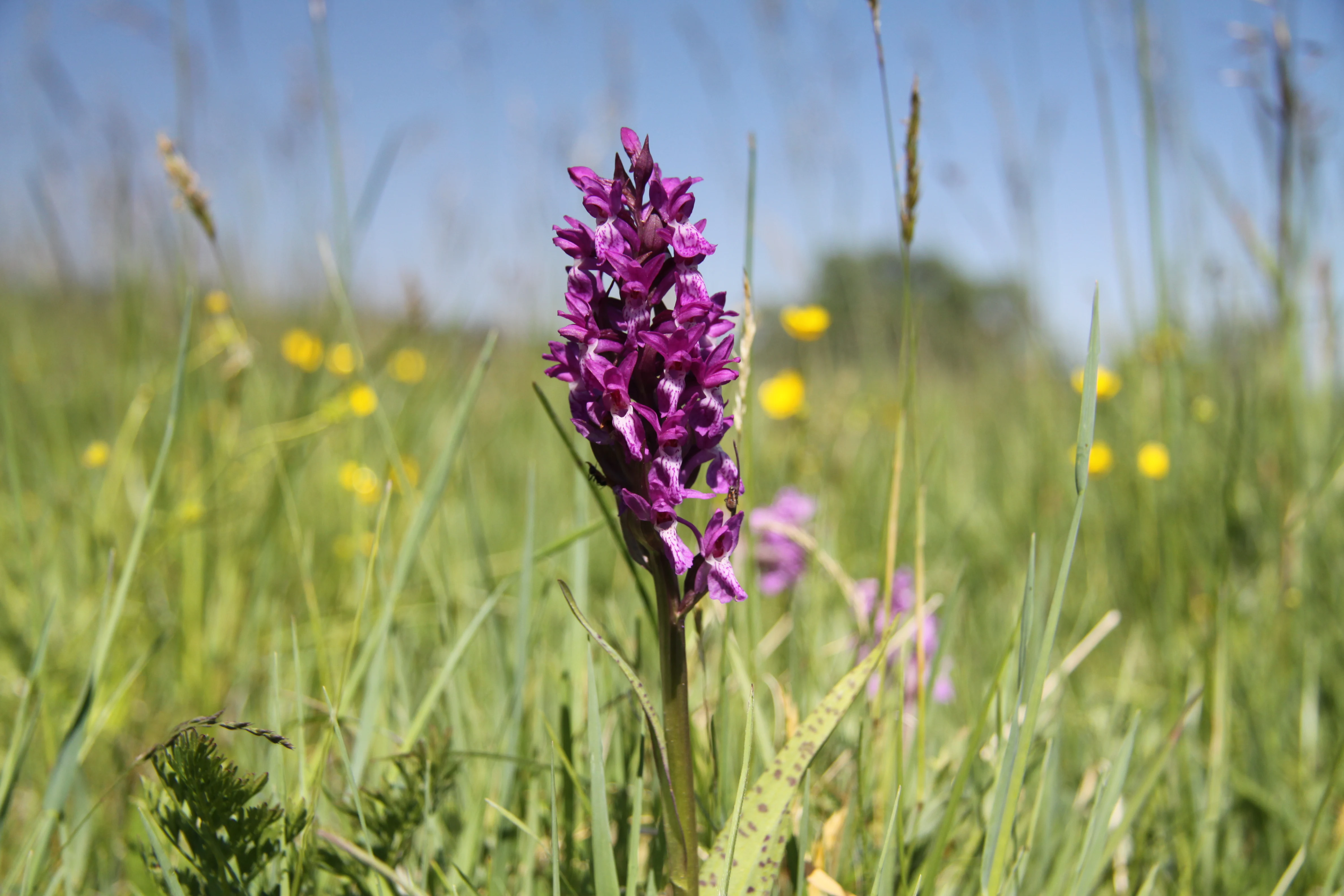 A close up view of a vivid purple broad leaved marsh orchid growing amidst tall green grass and scattered yellow wildflowers in a meadow under a clear blue sky.