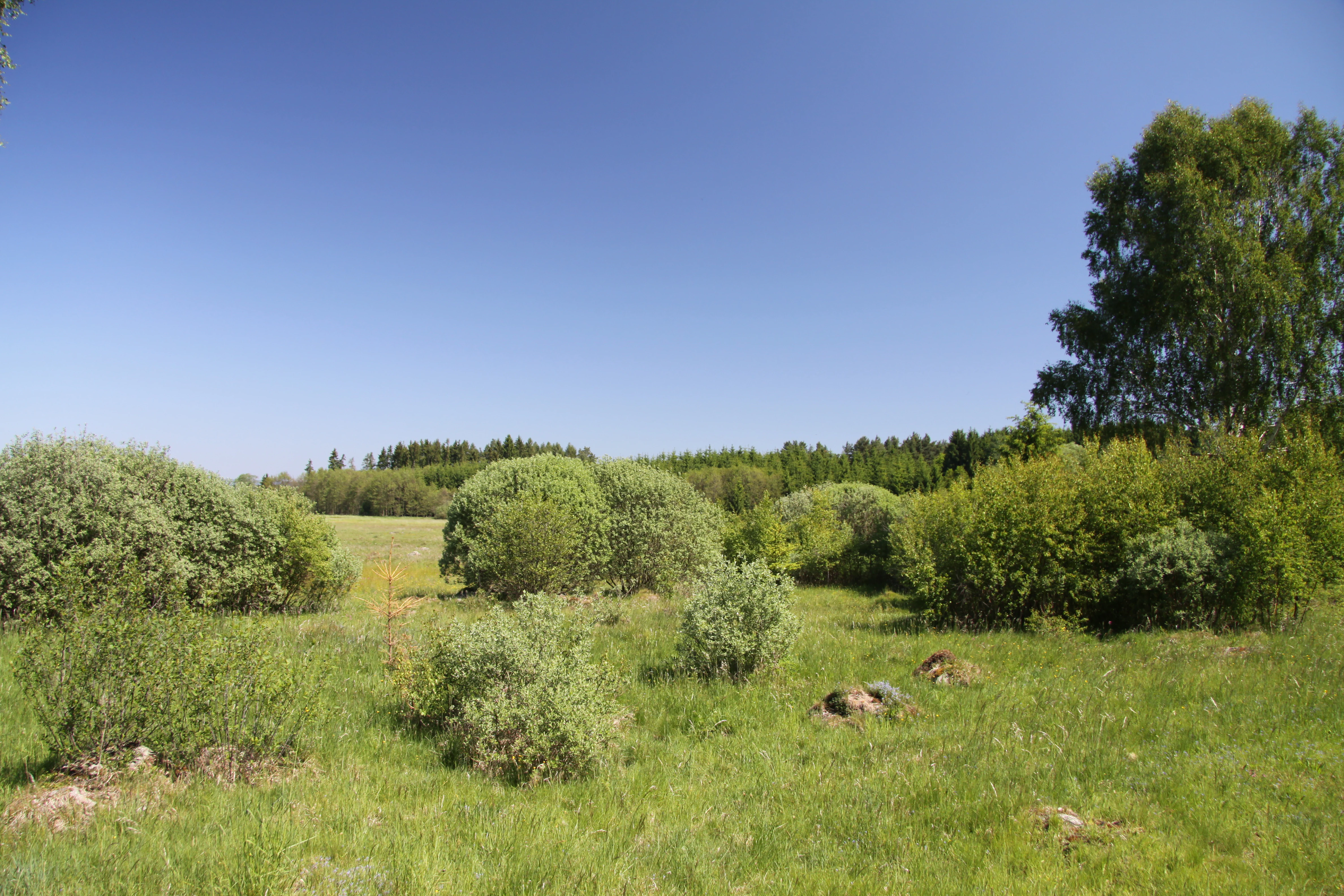 A wide, eye level shot of a green, grassy meadow with scattered shrubs and small rocks, under a clear blue sky, with a line of trees in the background.