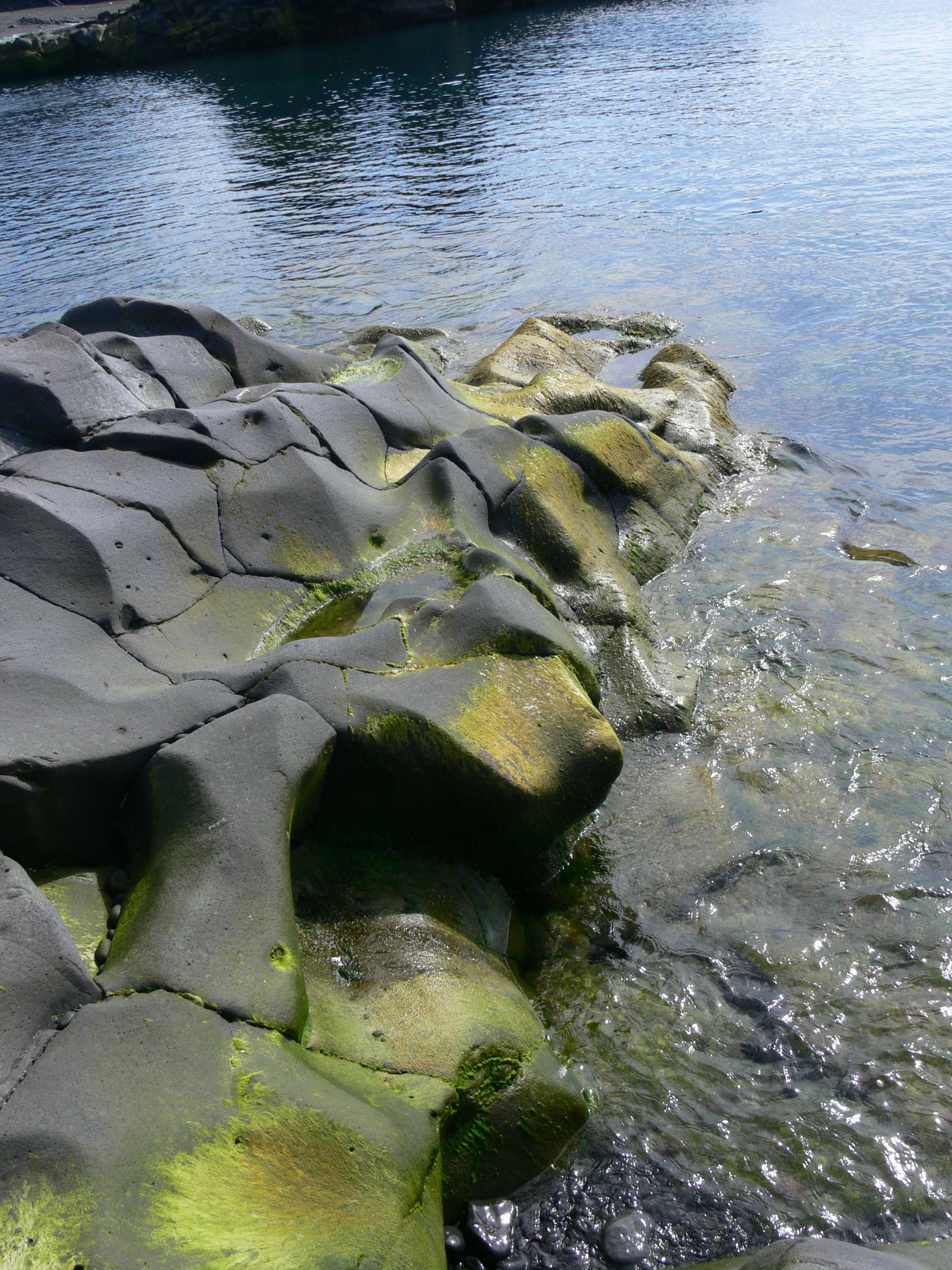 Vista de cerca de rocas basálticas volcánicas oscuras y lisas cubiertas de parches de algas verde brillante en el borde de una costa con agua clara.