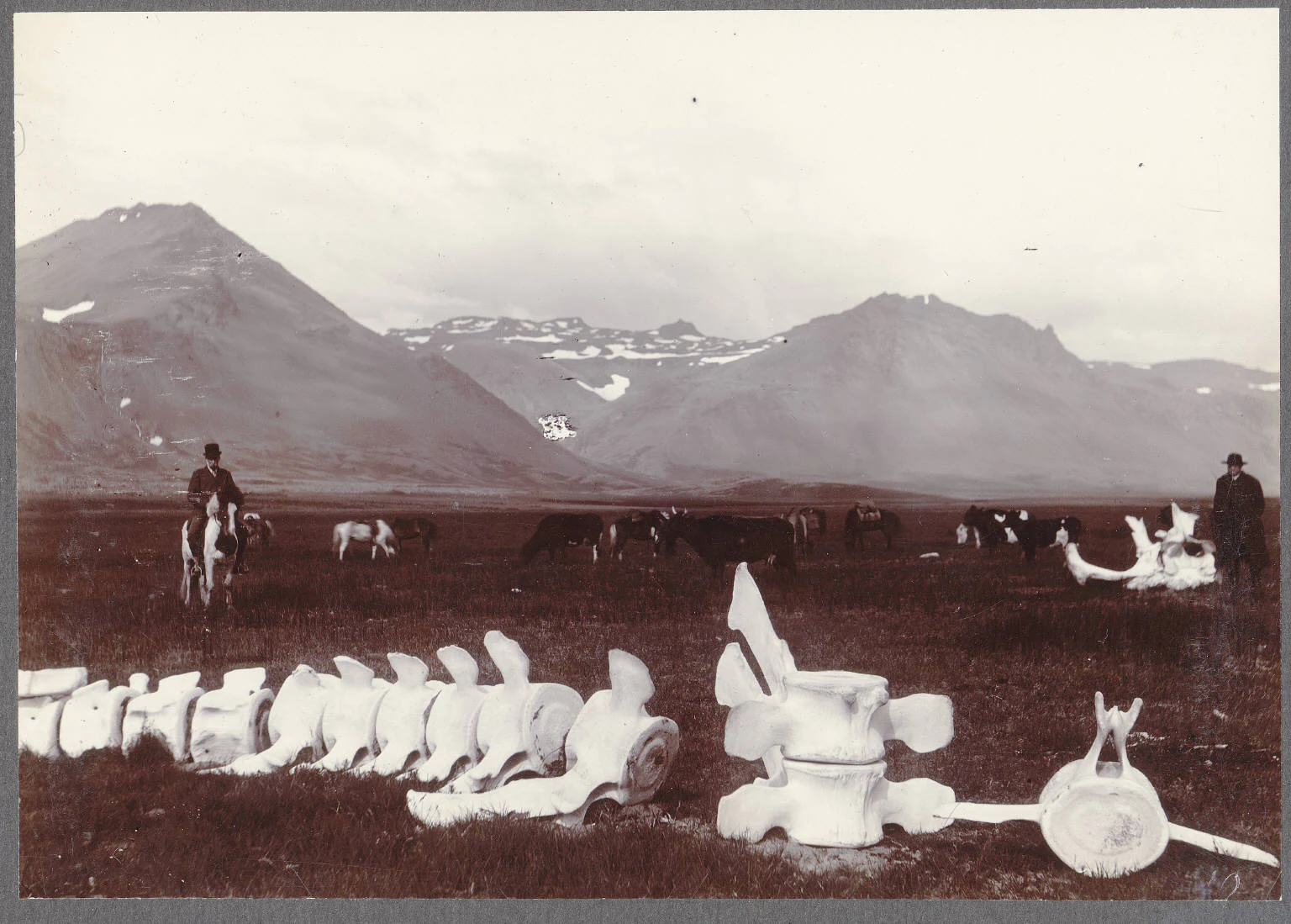 A sepia-toned historic photograph of a field near a coast, with large whale vertebrae lying in the foreground; two people and several horses are visible in the midground, with mountains in the background.