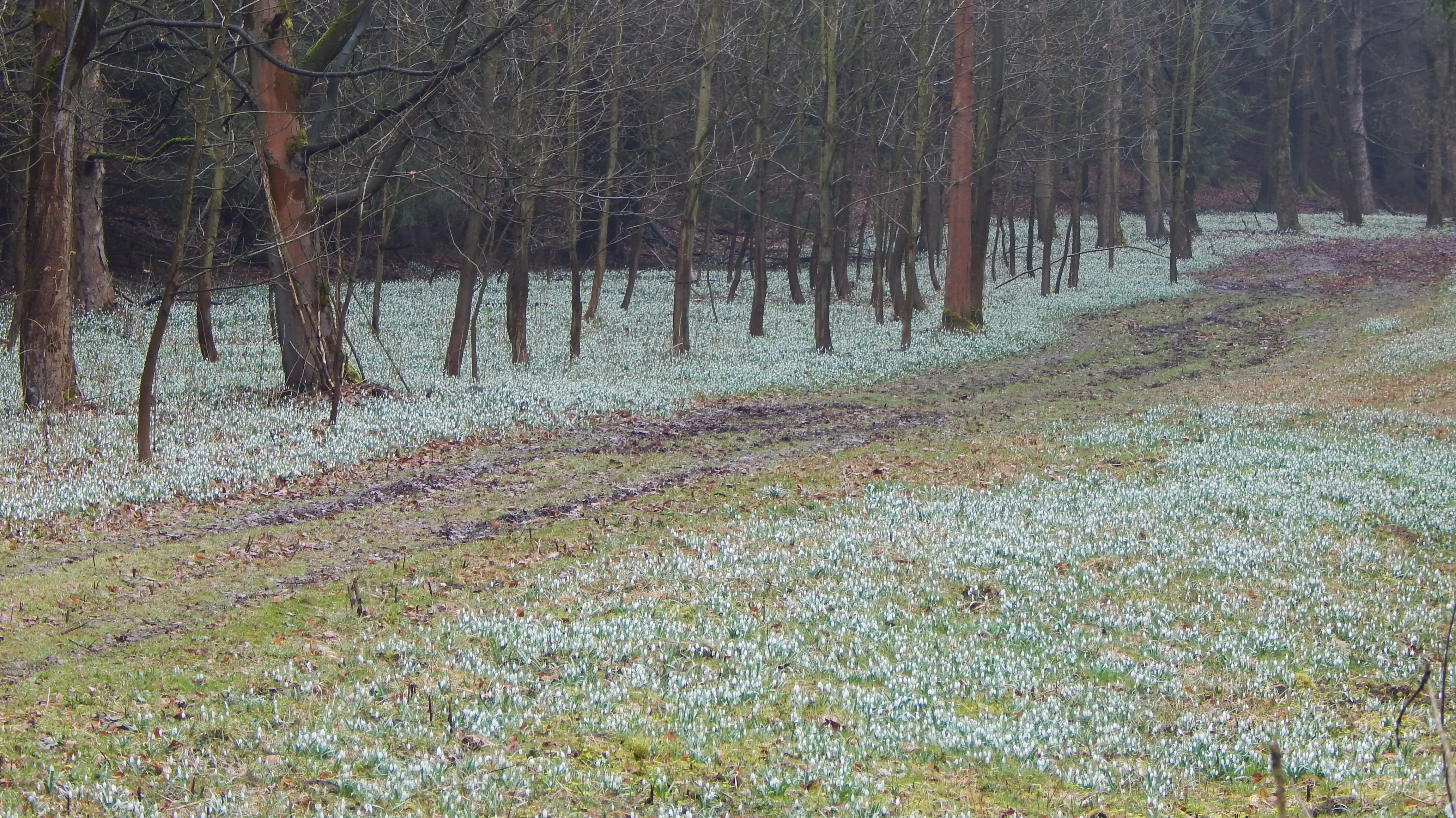 A wide angle view of a dirt path winding through a forest, with thousands of white snowdrops covering the ground on both sides of the path.