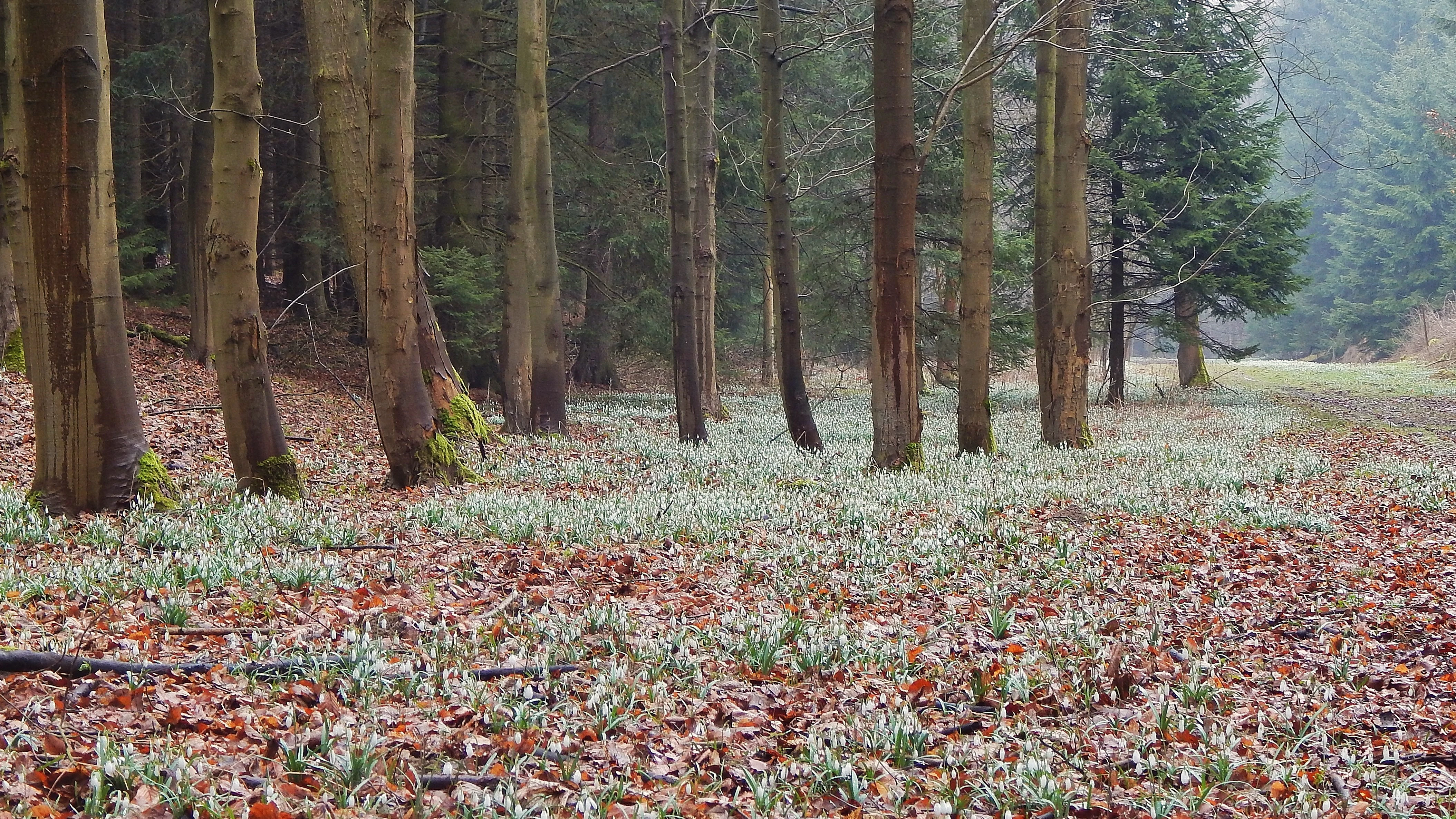 A forest floor covered in thousands of small white snowdrop flowers, set against a backdrop of slender tree trunks and brown leaf litter.