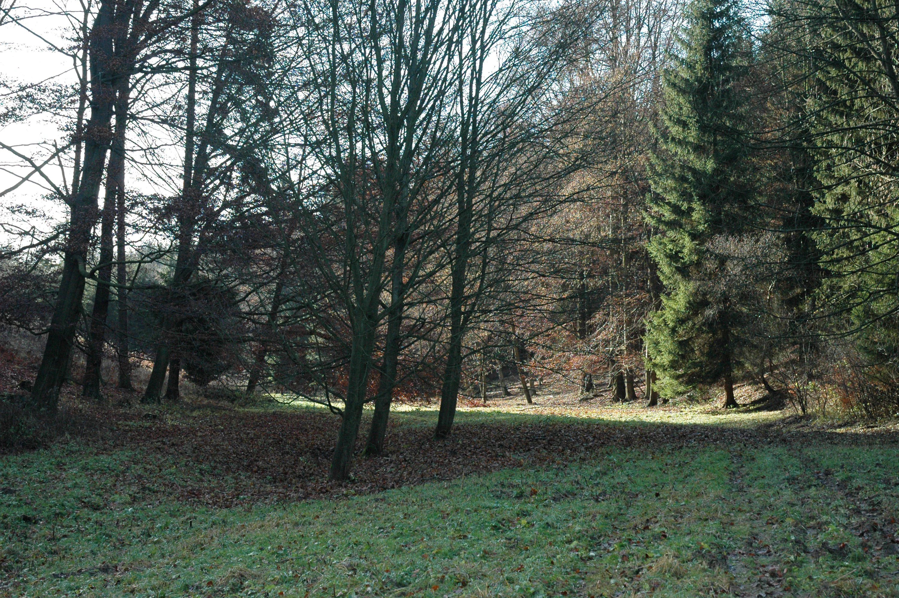 A forest clearing surrounded by deciduous and coniferous trees with a grassy foreground and fallen autumn leaves.
