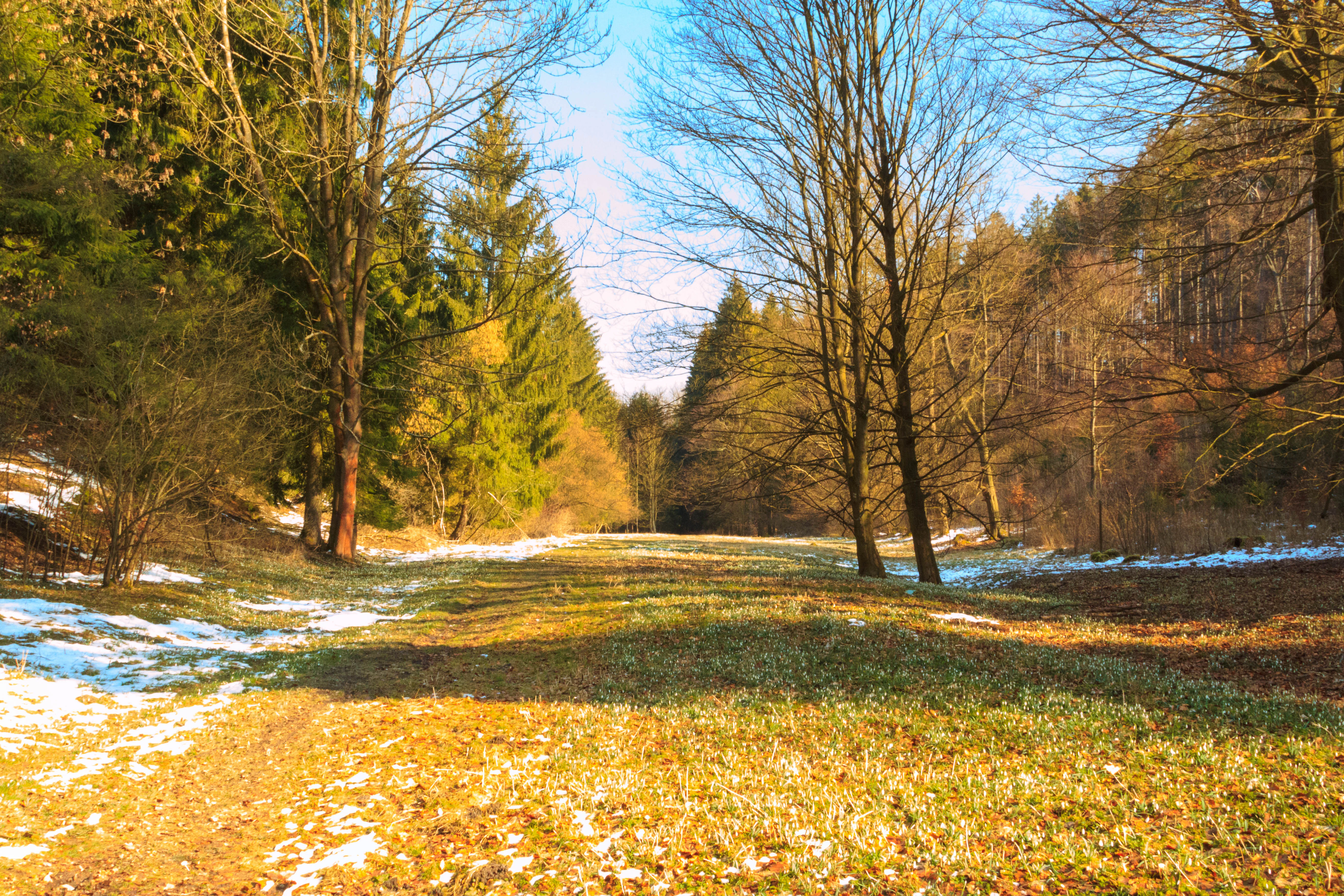 A forest clearing covered in small white snowdrop flowers, with patches of melting snow, surrounded by evergreen and deciduous trees.