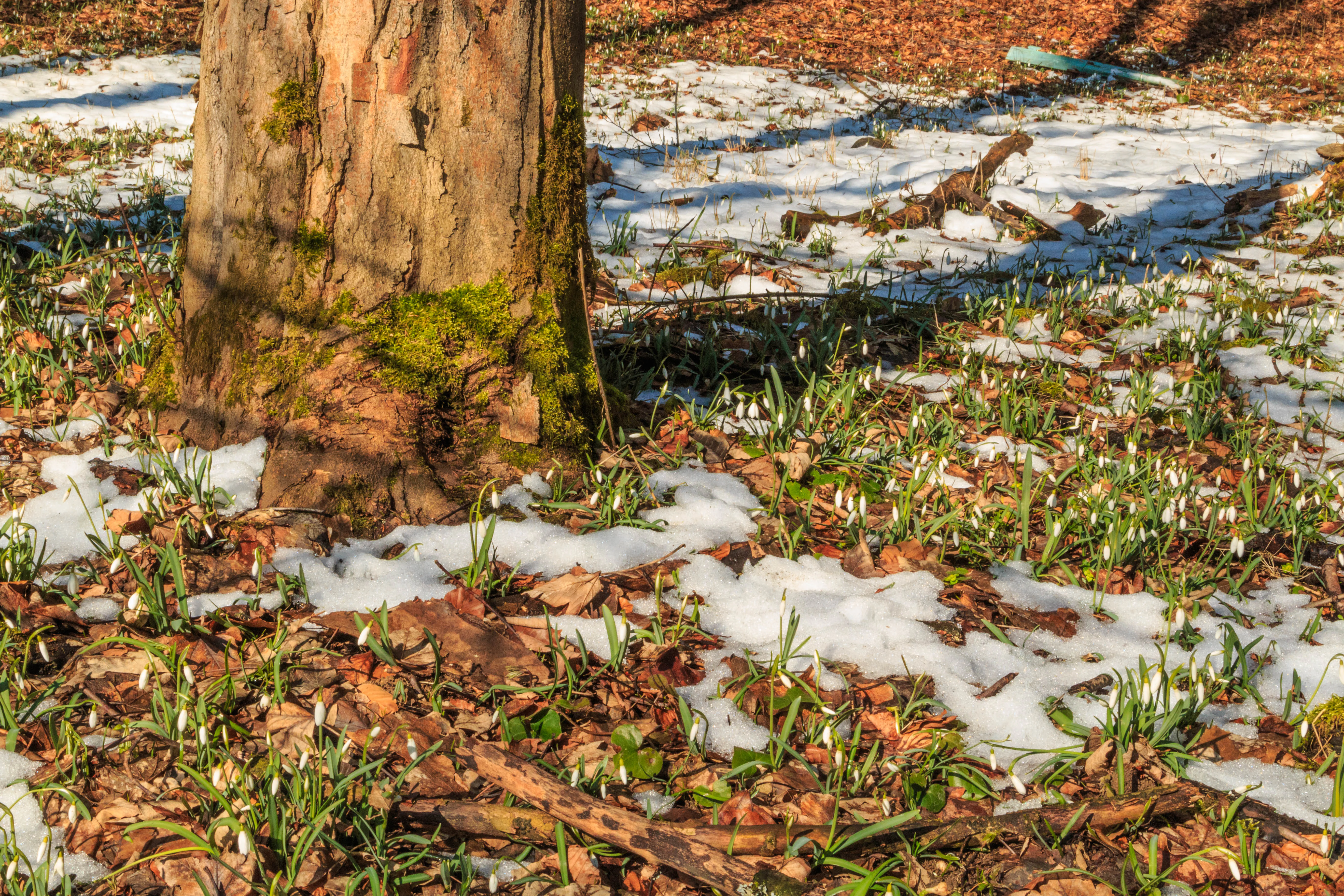 A close up view of small white snowdrop flowers growing among fallen leaves and patches of melting snow at the base of a textured tree trunk.