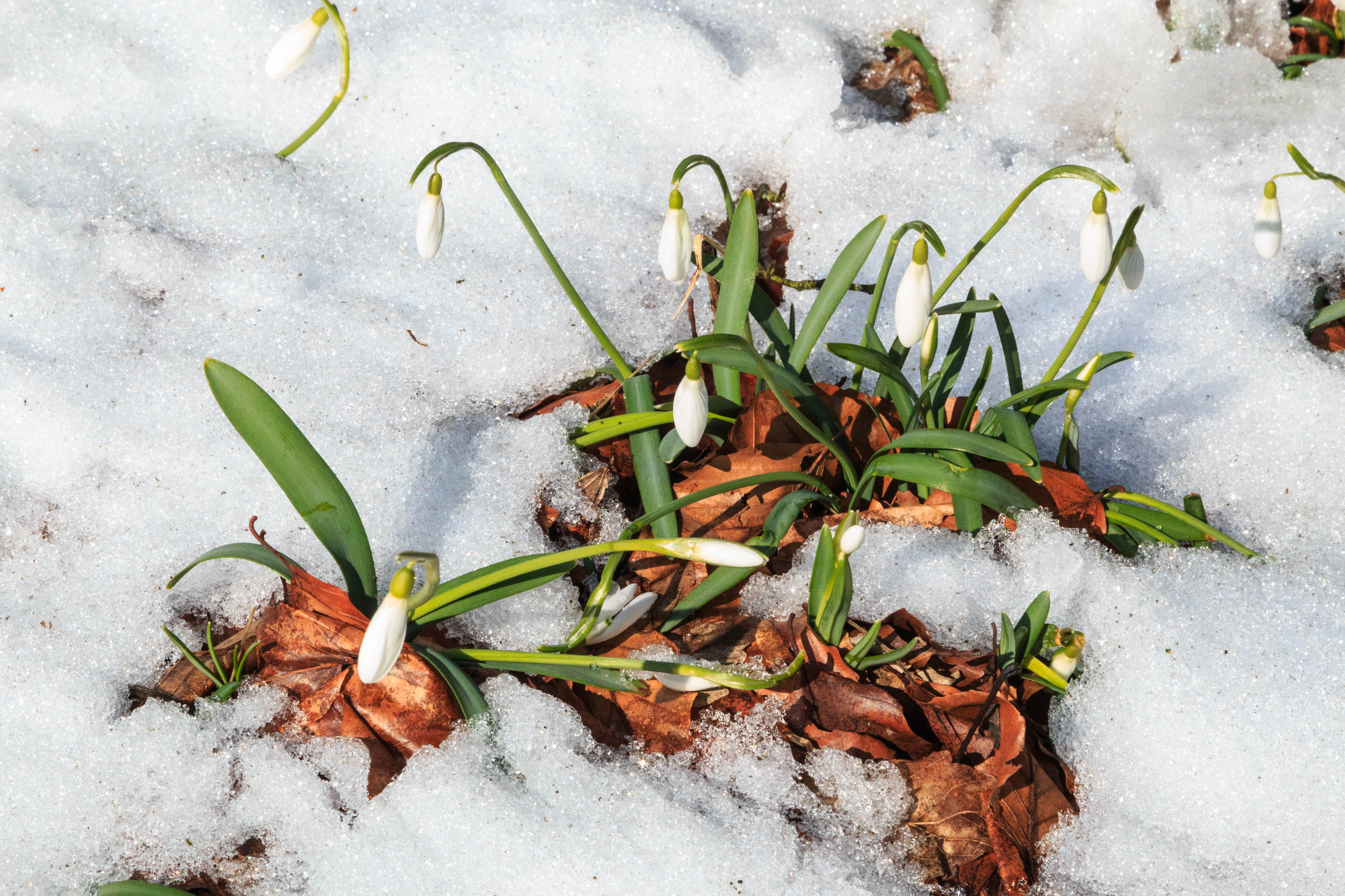 A cluster of white snowdrops with green leaves emerging through a patch of melting snow and brown fallen leaves.