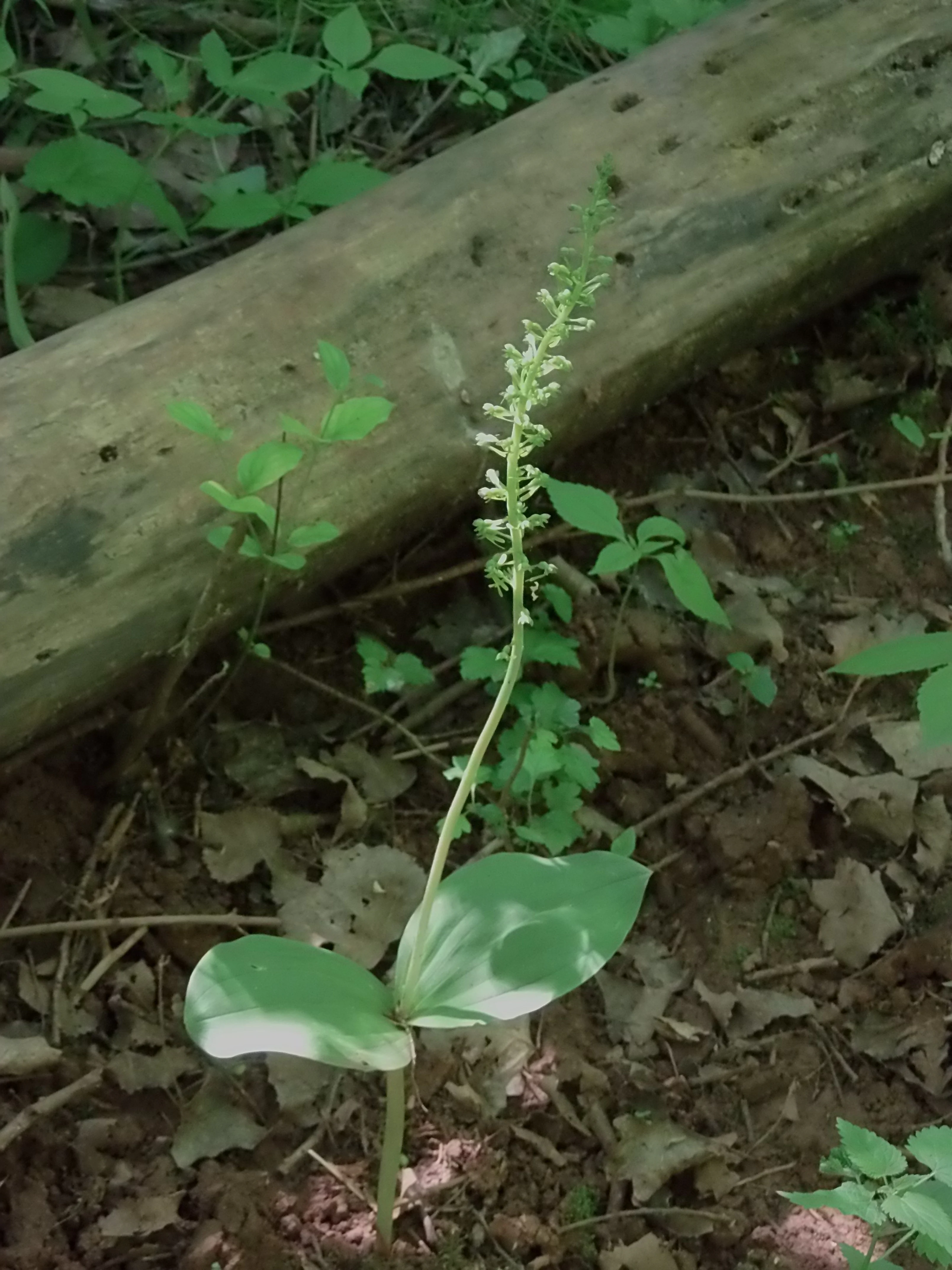 A close-up view of a green common twayblade orchid plant, showing its two large basal leaves and a tall, slender stalk with many tiny green flowers, growing on a forest floor next to a fallen log.