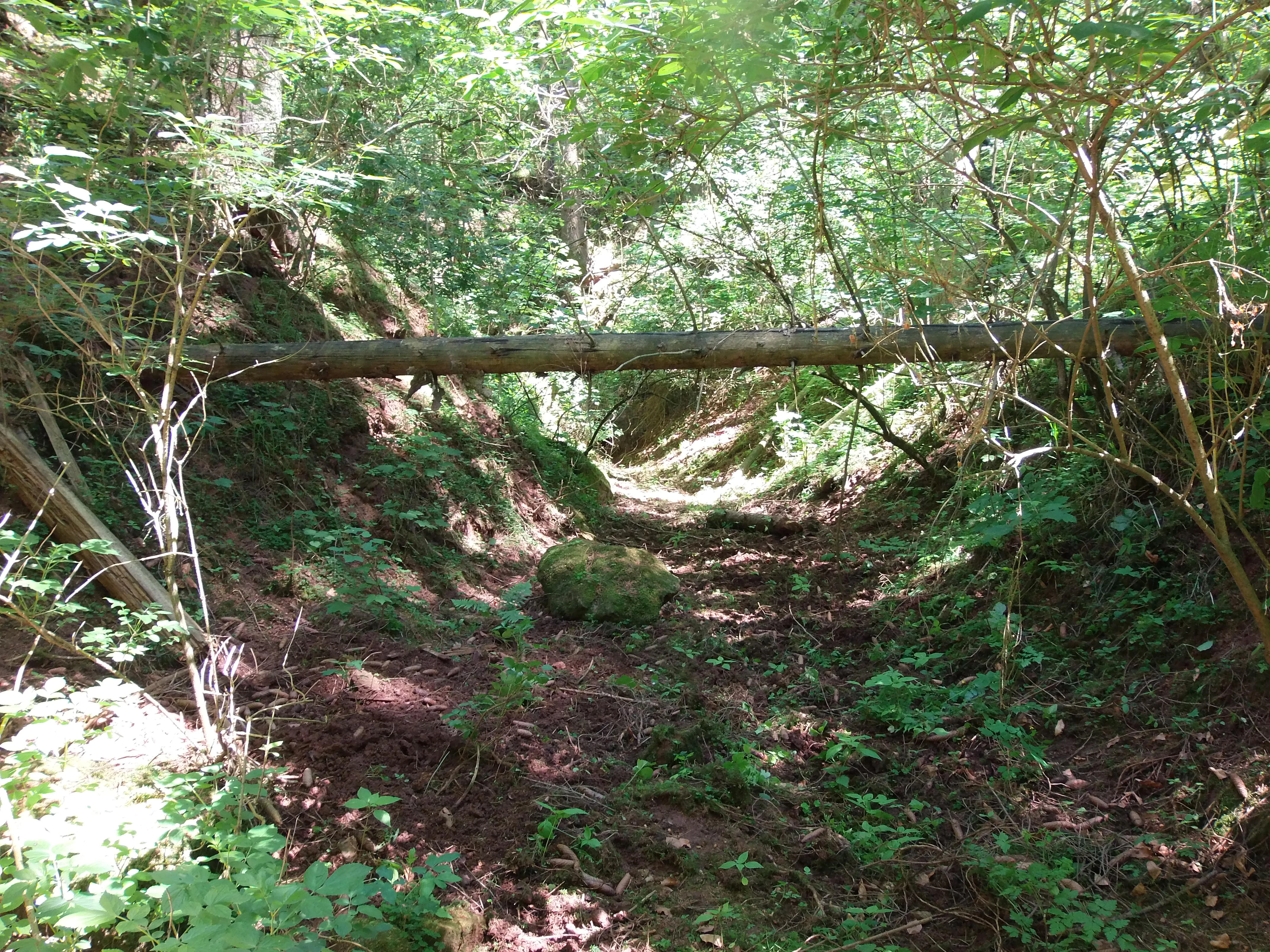 A forest floor inside a ravine with a fallen tree trunk stretching horizontally across the center of the frame, surrounded by dense trees and green foliage.