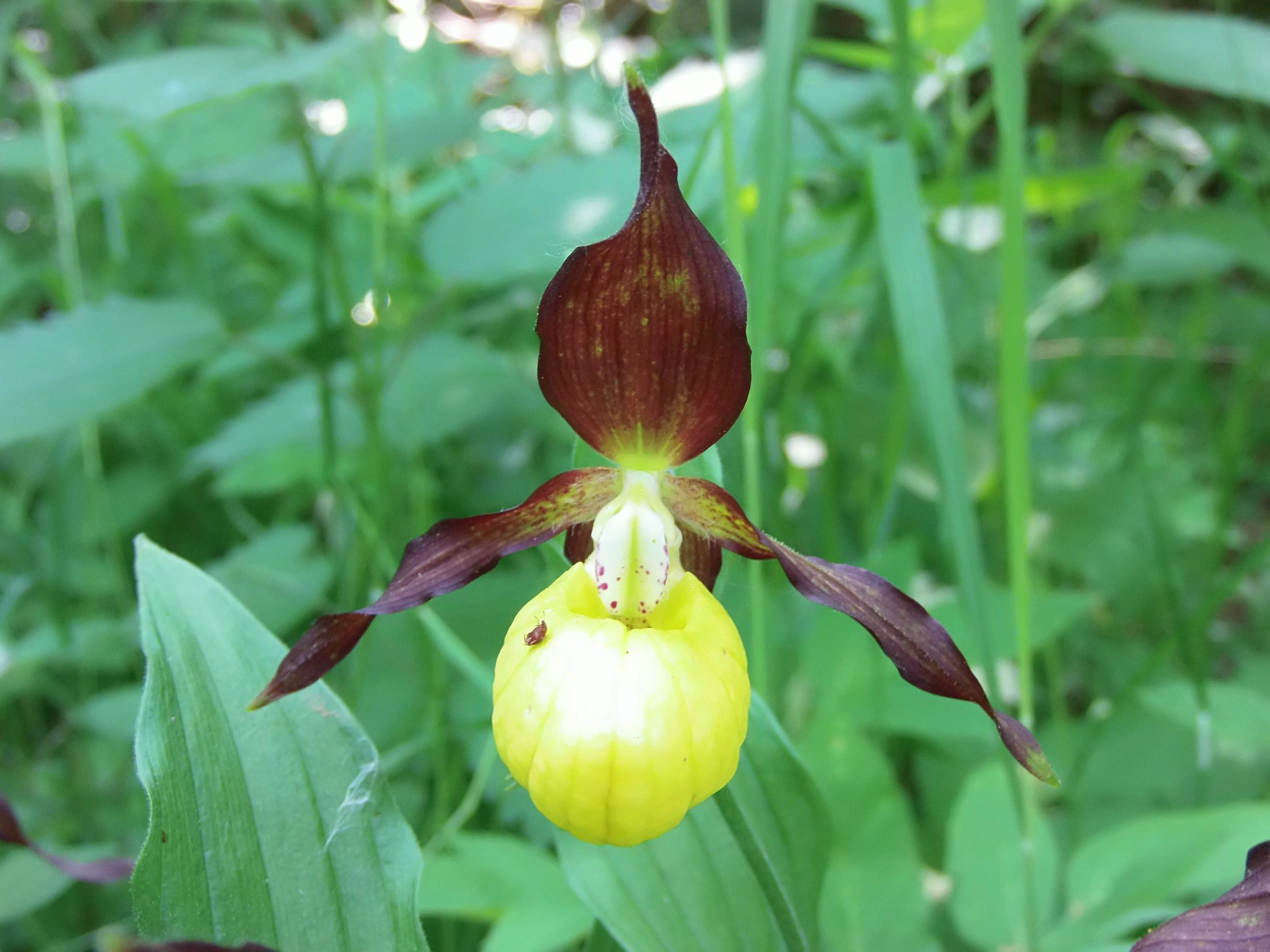 A close-up photograph of a single lady's slipper orchid with a bright yellow pouch-like labellum and dark reddish-brown petals, surrounded by green foliage.