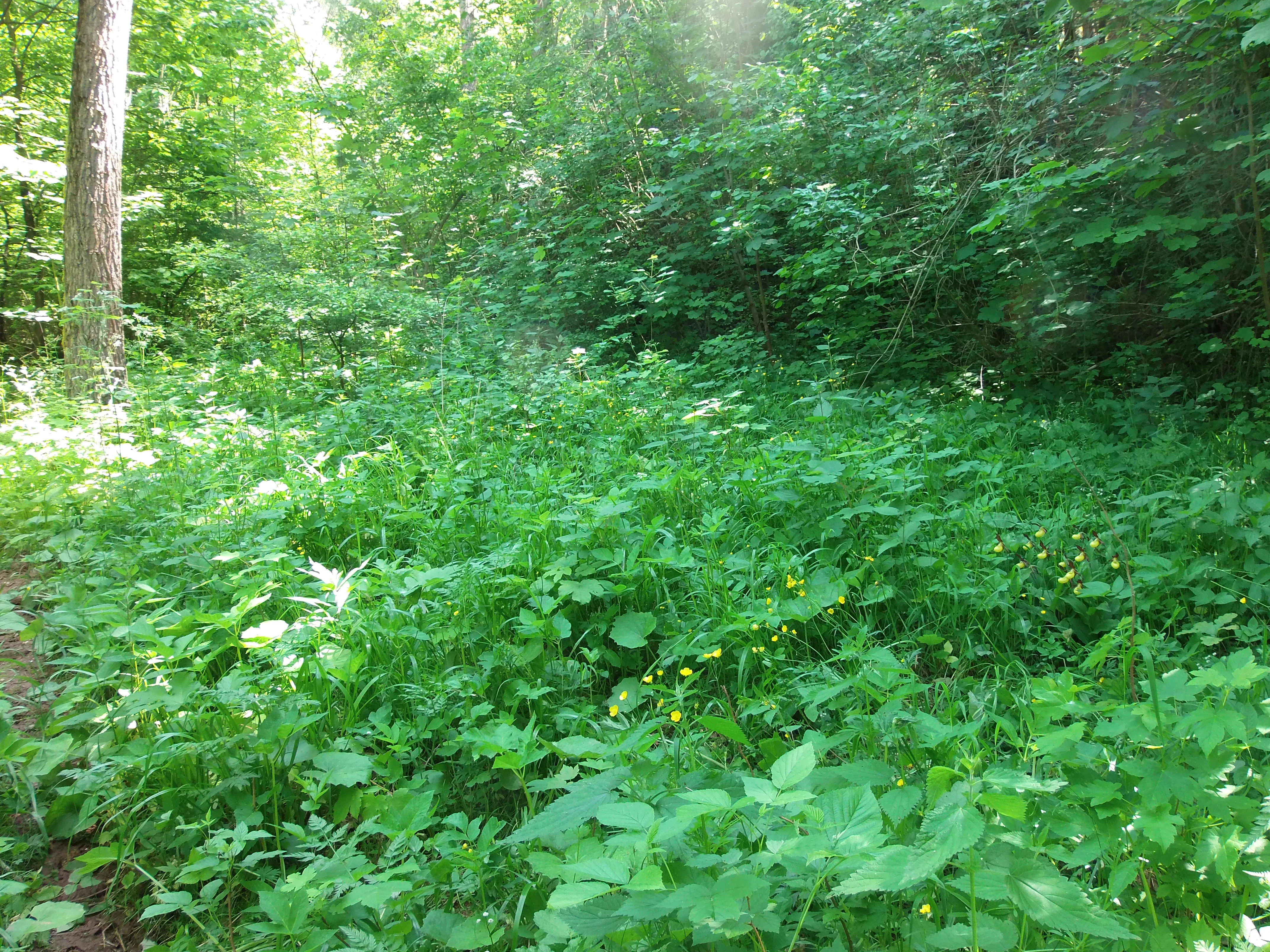 A dense, lush green forest floor covered in various low-lying plants and wildflowers within a ravine, illuminated by dappled sunlight.