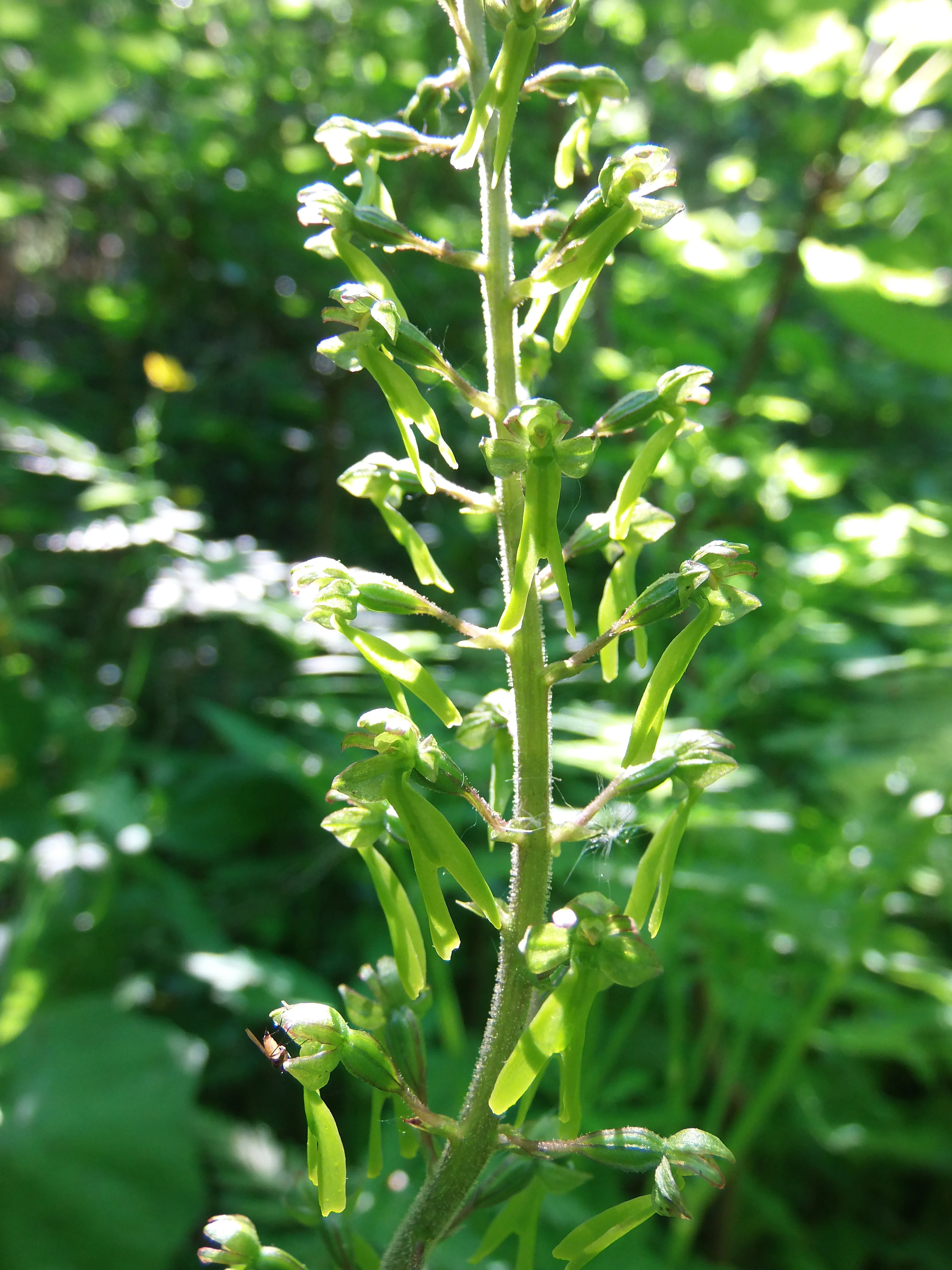 A close up view of a common twayblade (Listera ovata) orchid stalk with numerous small green flowers in a woodland setting.